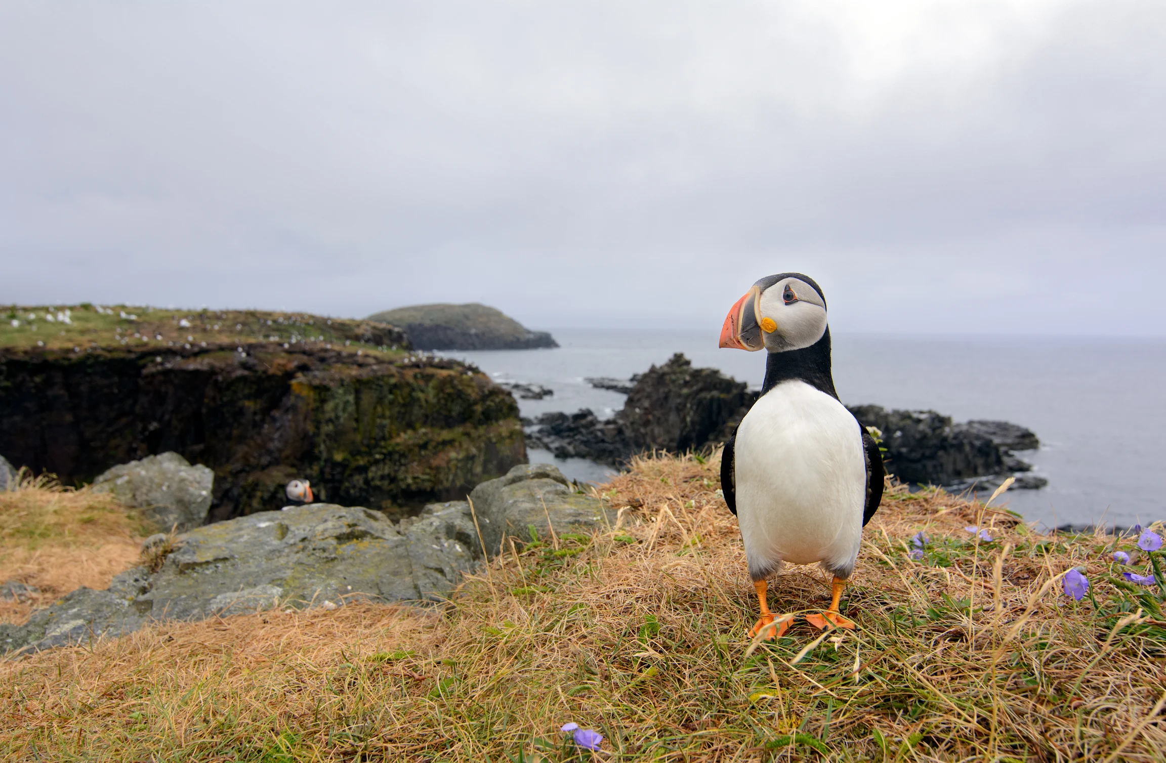 This was shot at 16mm which meant he was probably 2 feet away from me. In the BG to the left is the breeding island.
