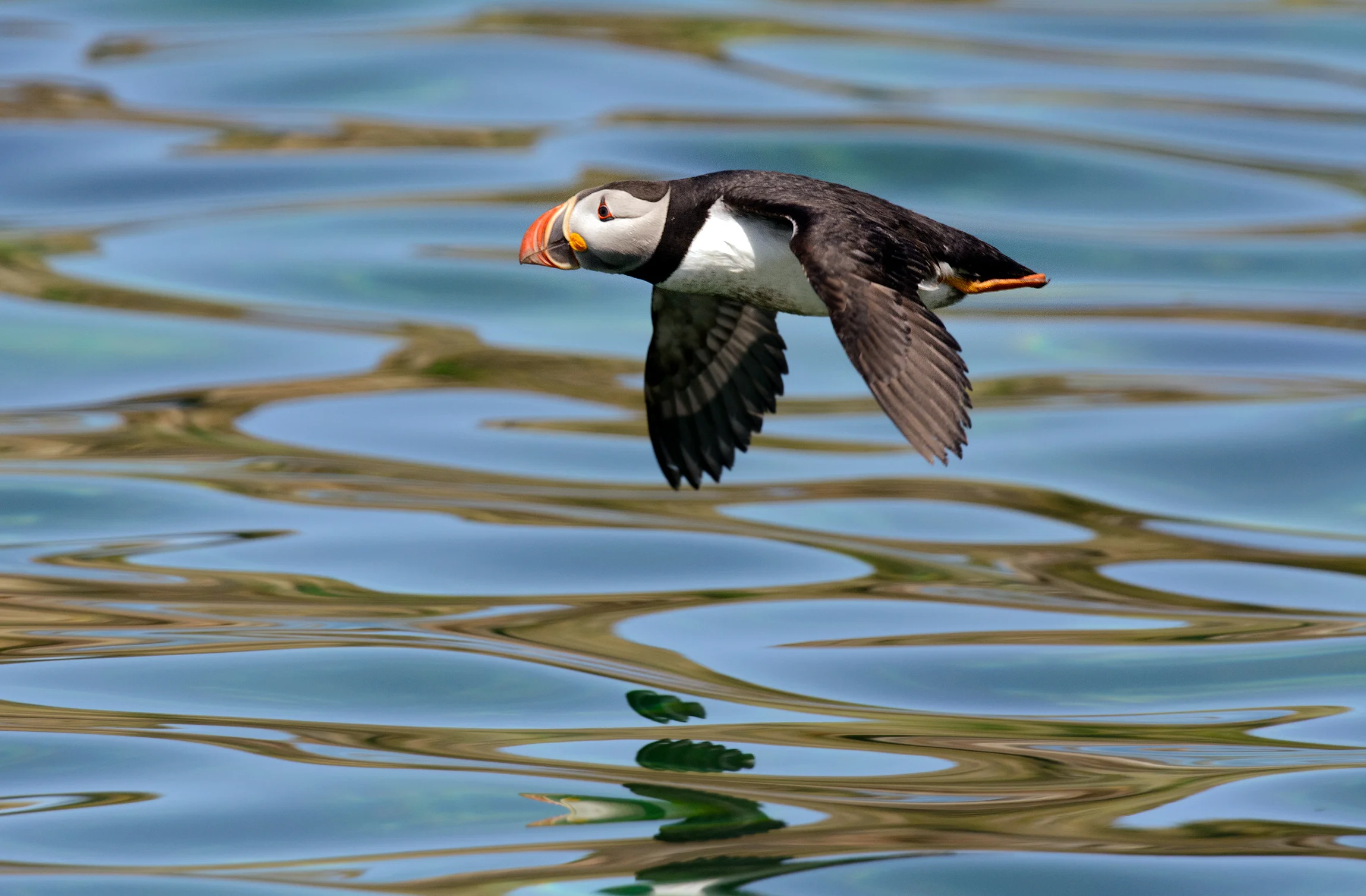 2014_AtlanticPuffin_July_23.jpg