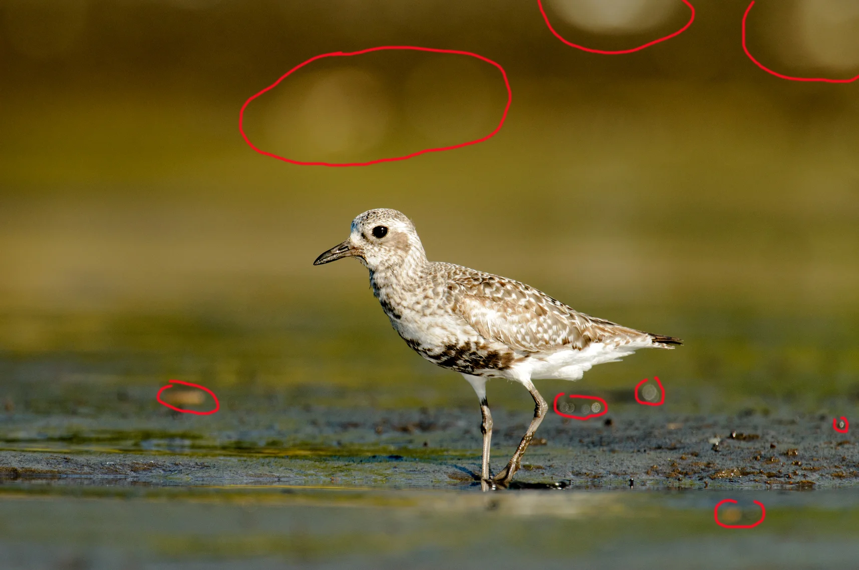 2013_BlackBelliedPlover_Aug_8B.jpg