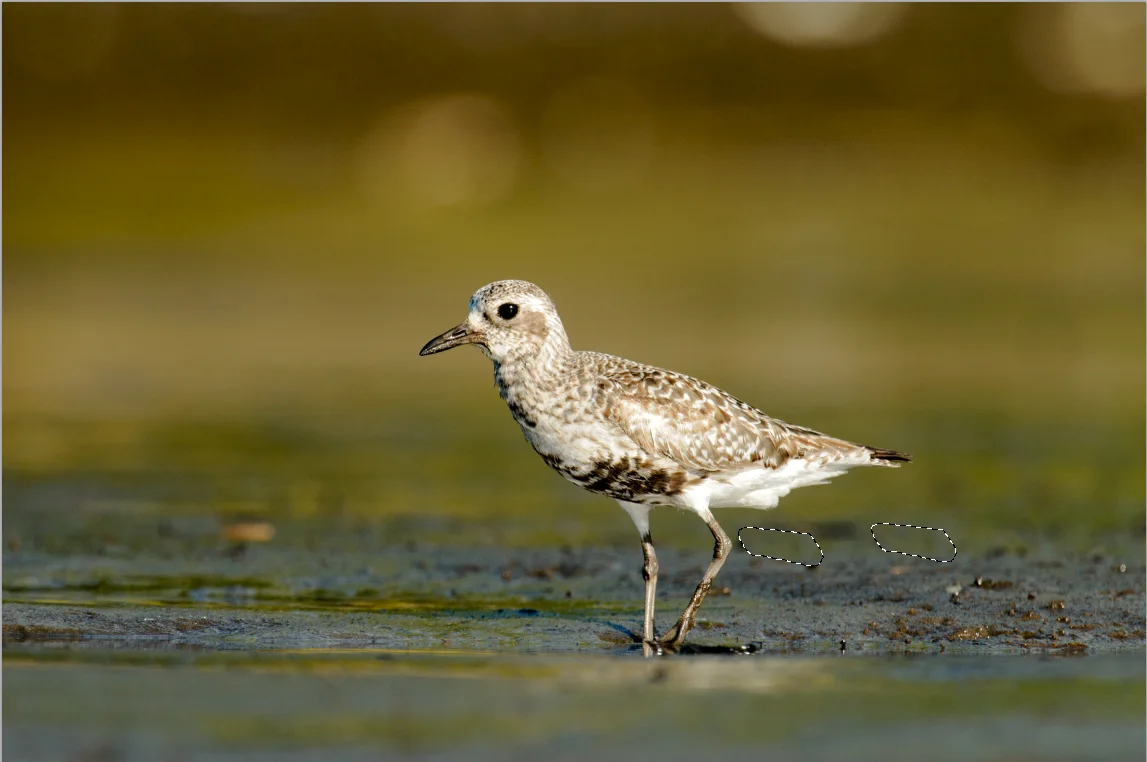 2013_BlackBelliedPlover_Aug_8Sampling.jpg