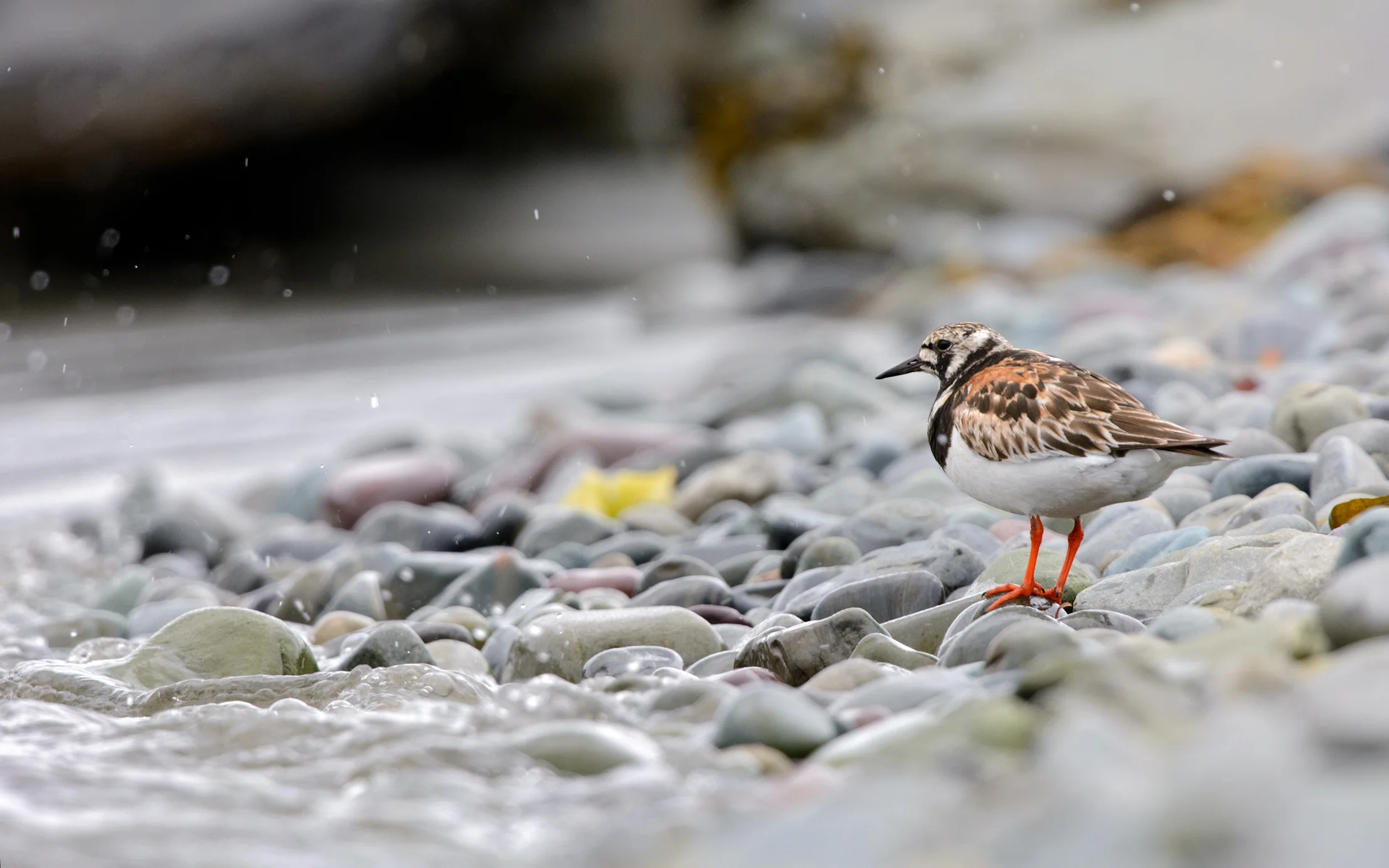 2014_RuddyTurnstone_Aug_5.jpg
