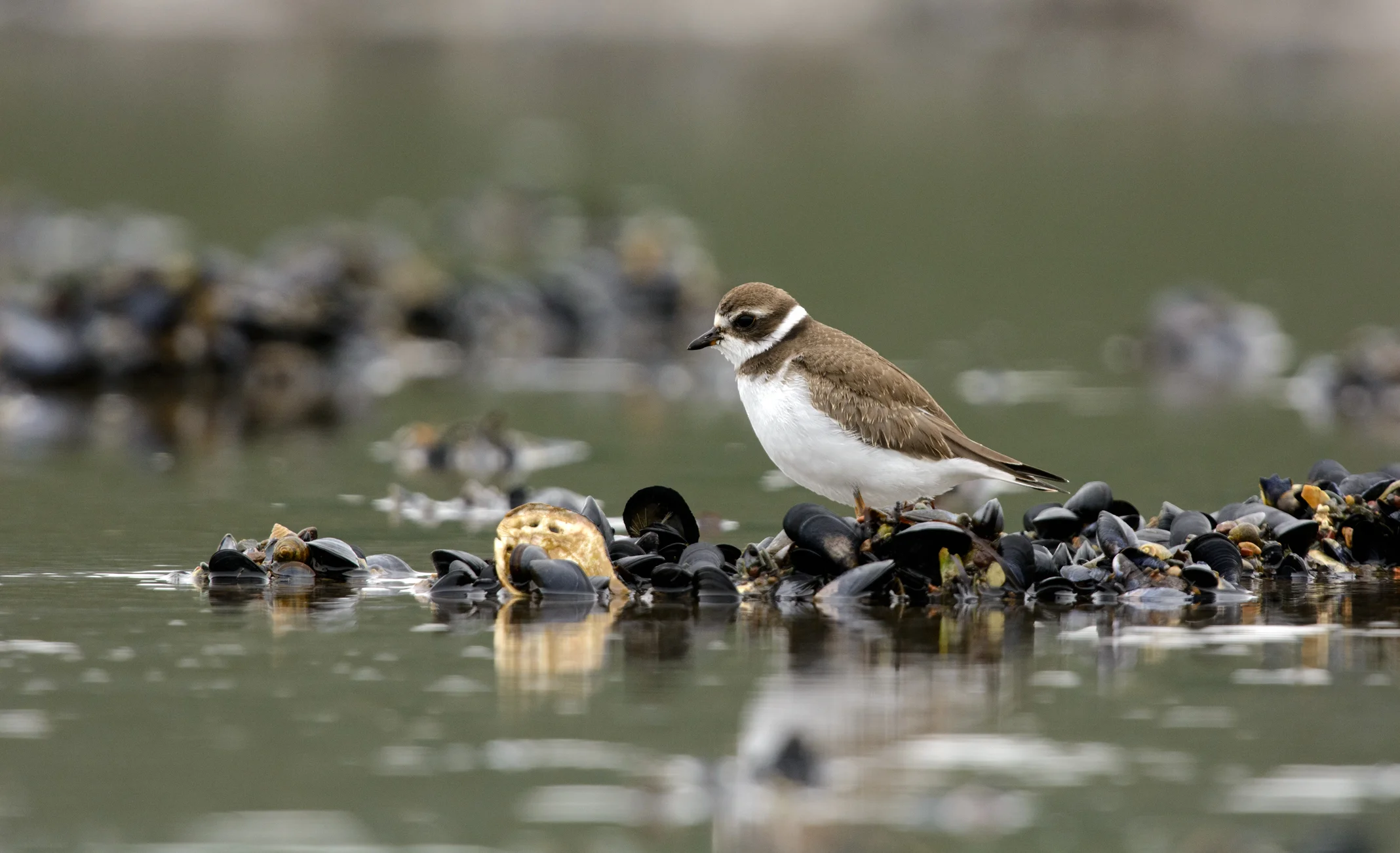 A Semipalmated Plover waiting for the tides to drop