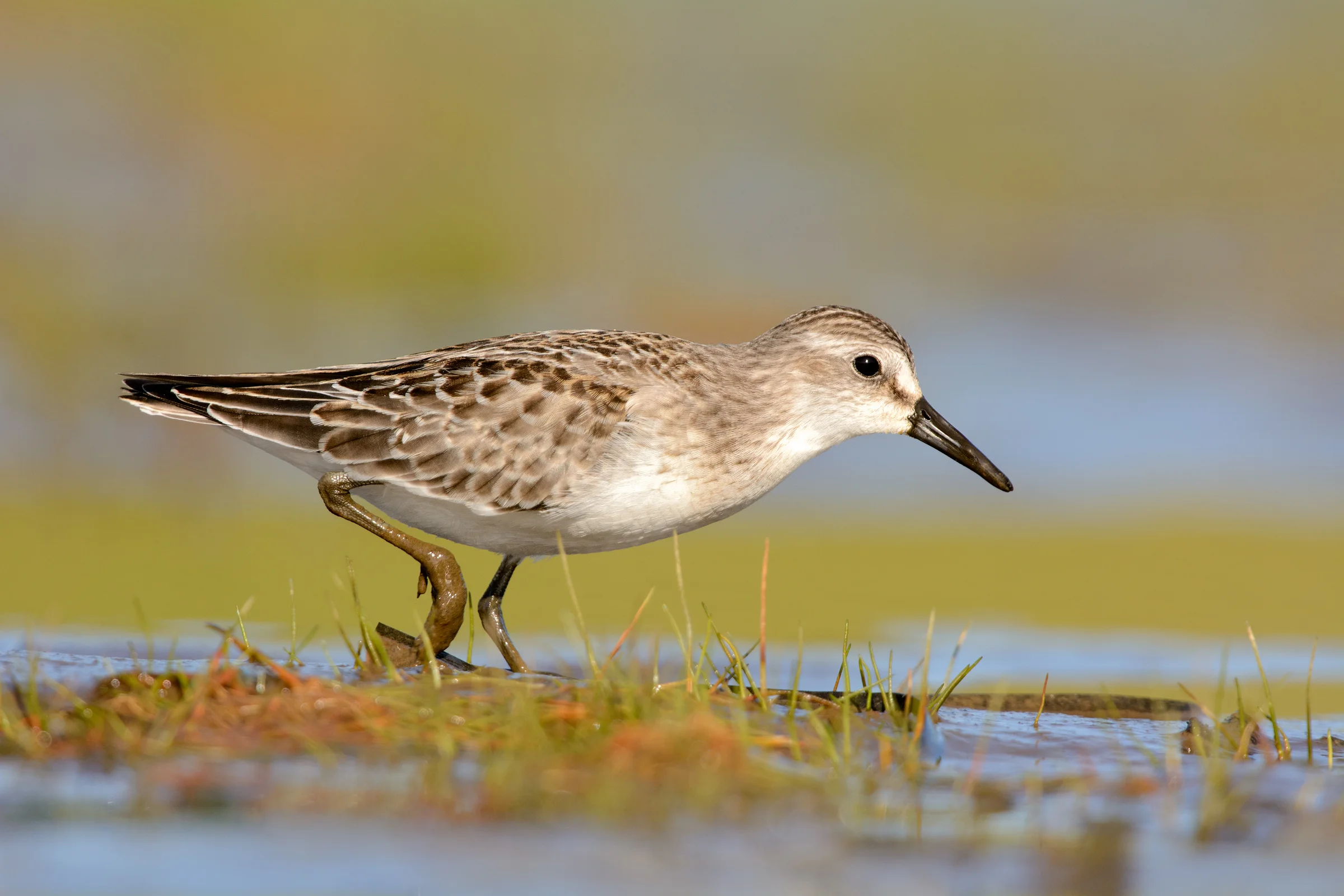 Semipalmated Sandpipers