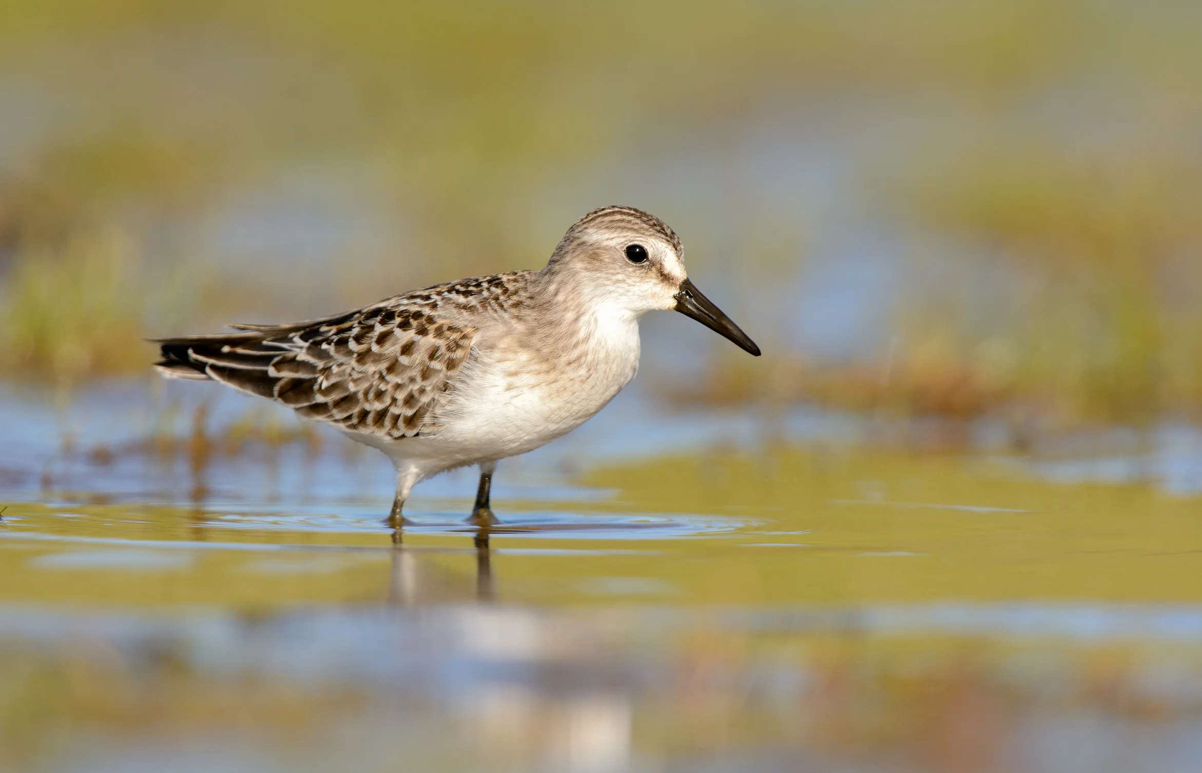 Semipalmated Sandpipers
