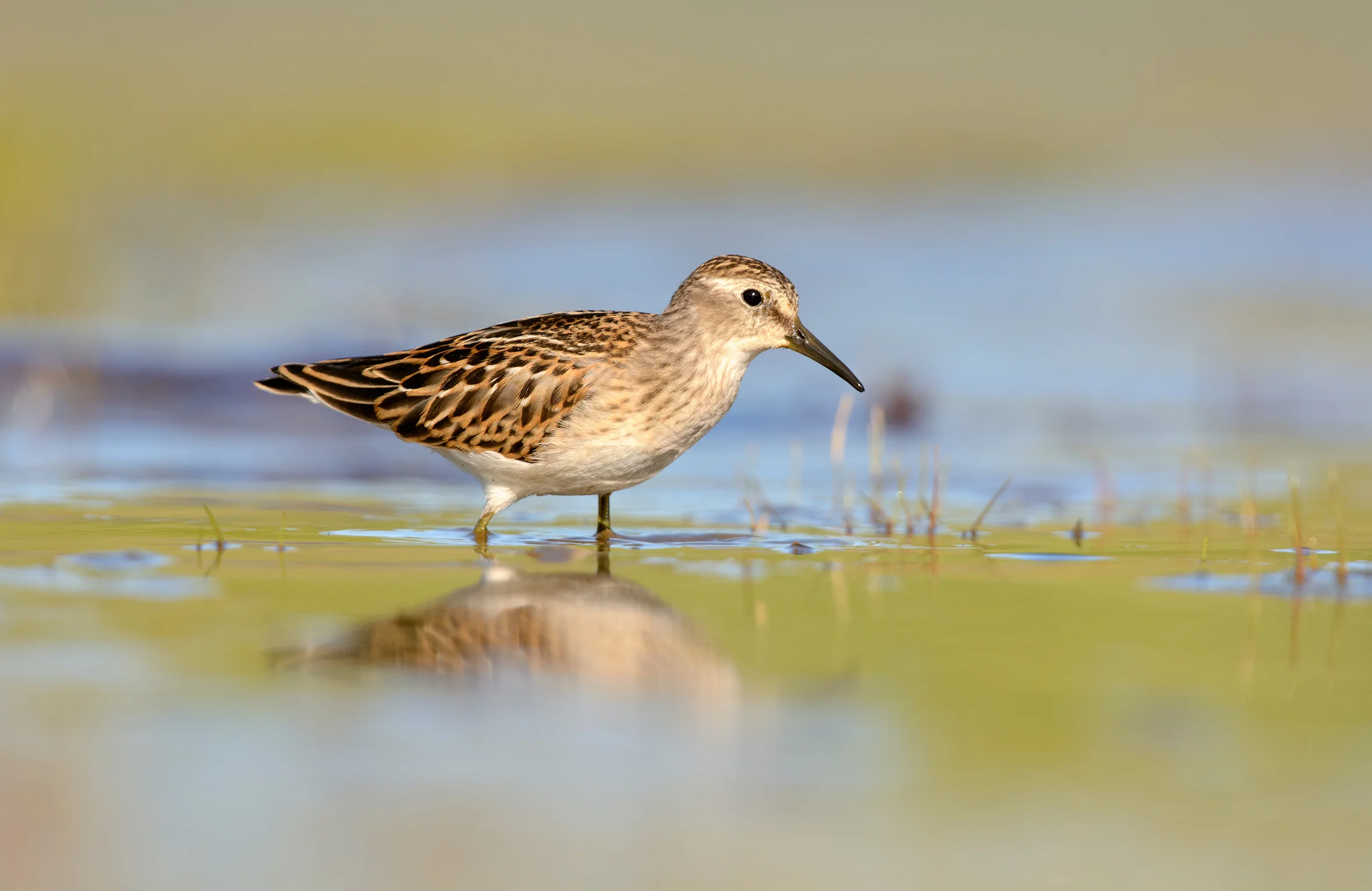 Least Sandpiper 