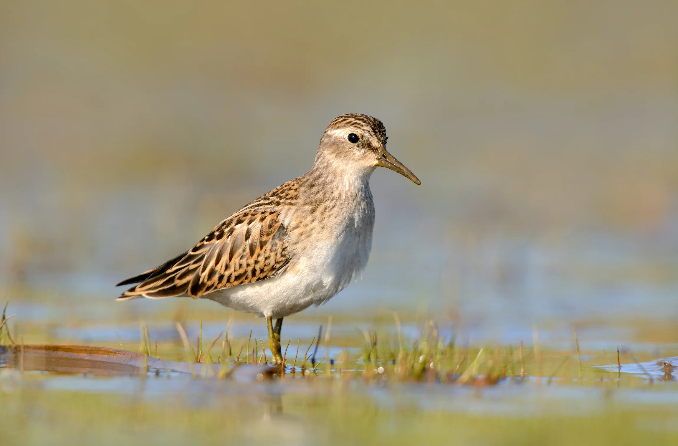 Least Sandpiper 