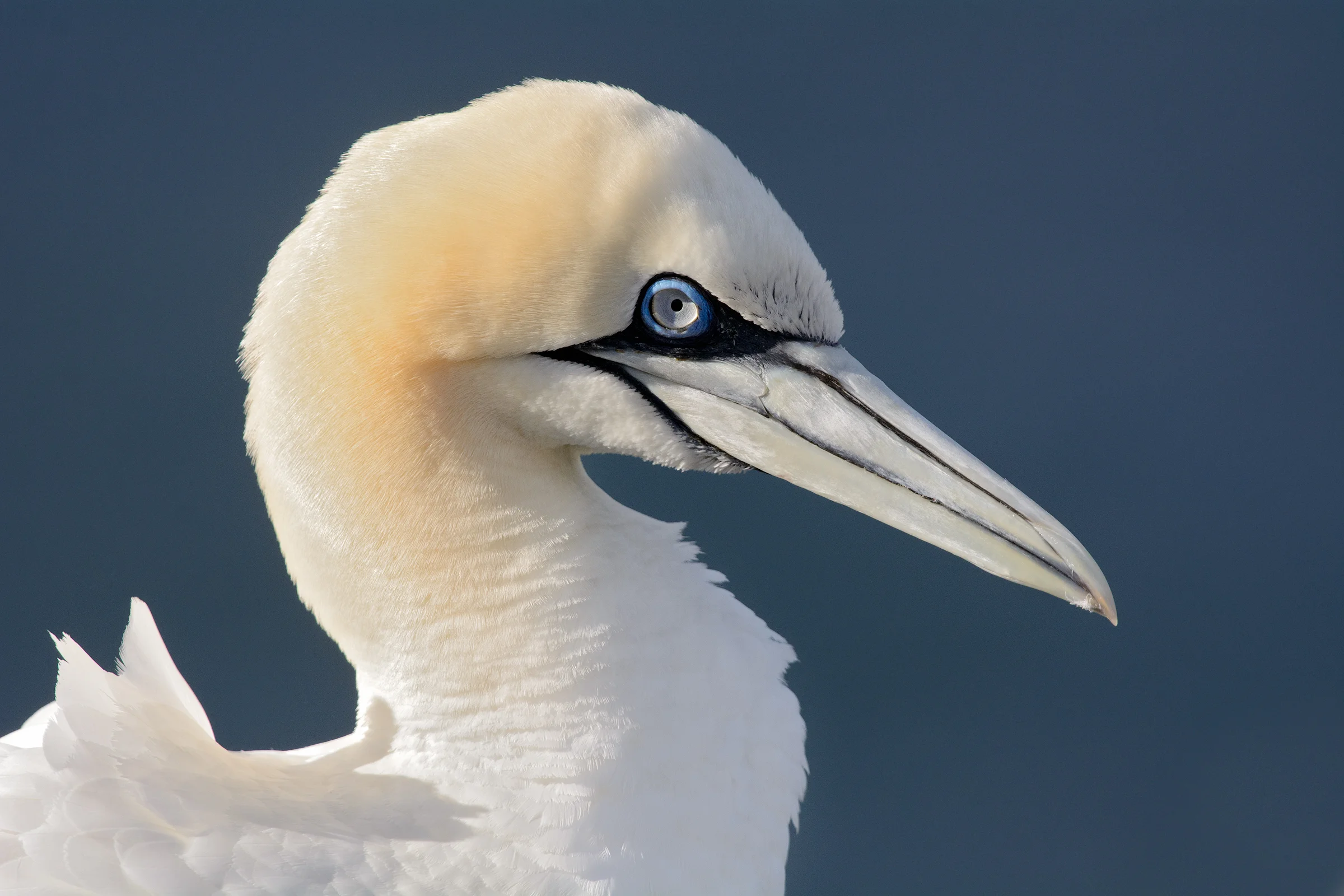 2014_NortherGannet_Sept_10.jpg