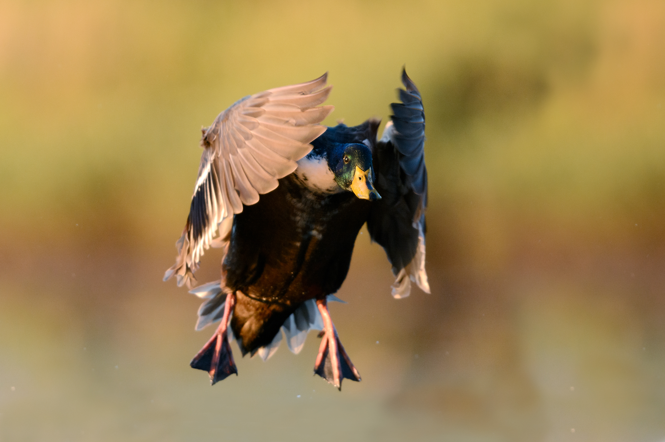 Nikon D7100, ISO640, 1/1600s, F4, 500mmF4