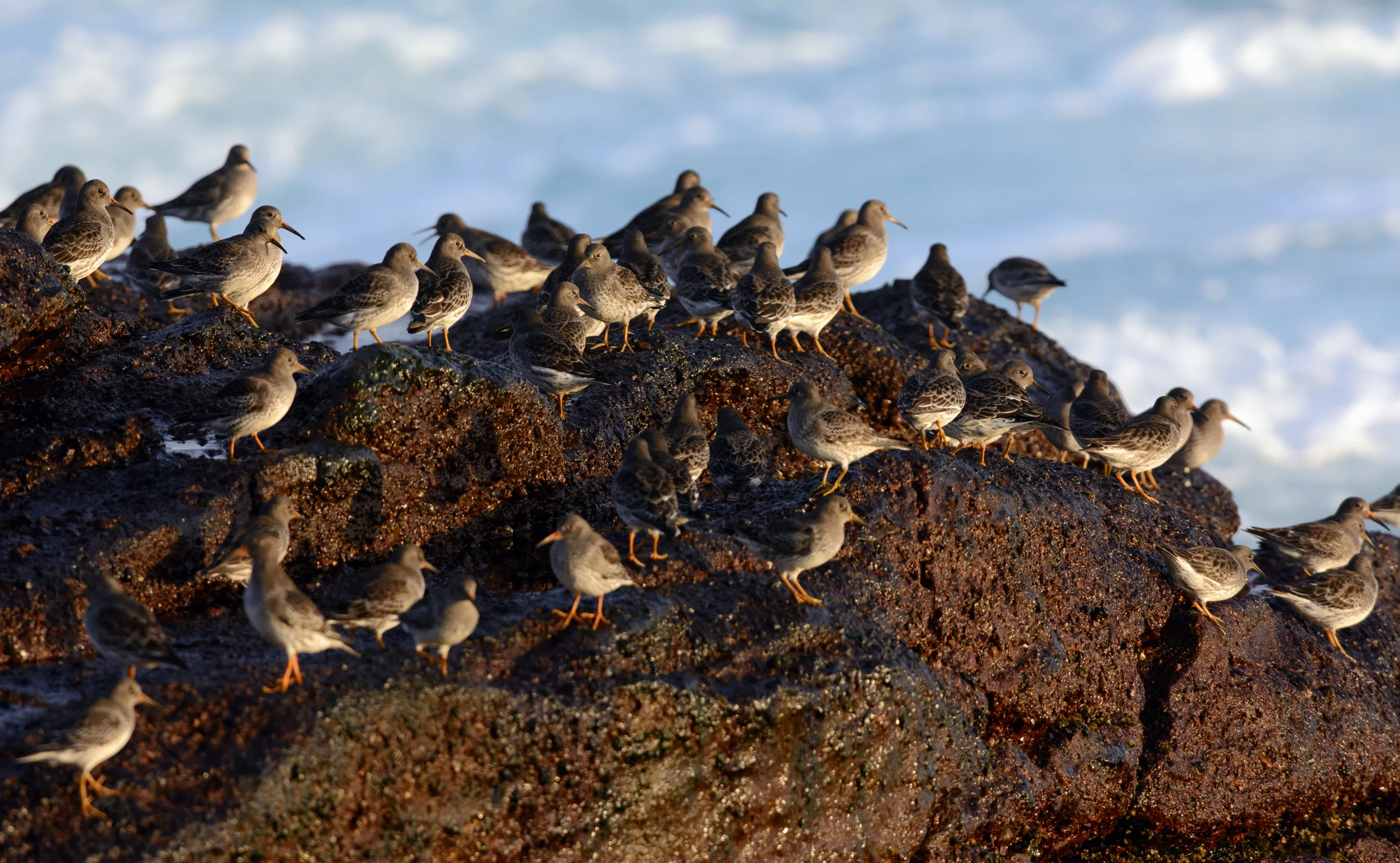This is a portion of the flock which shows about 50 individuals.