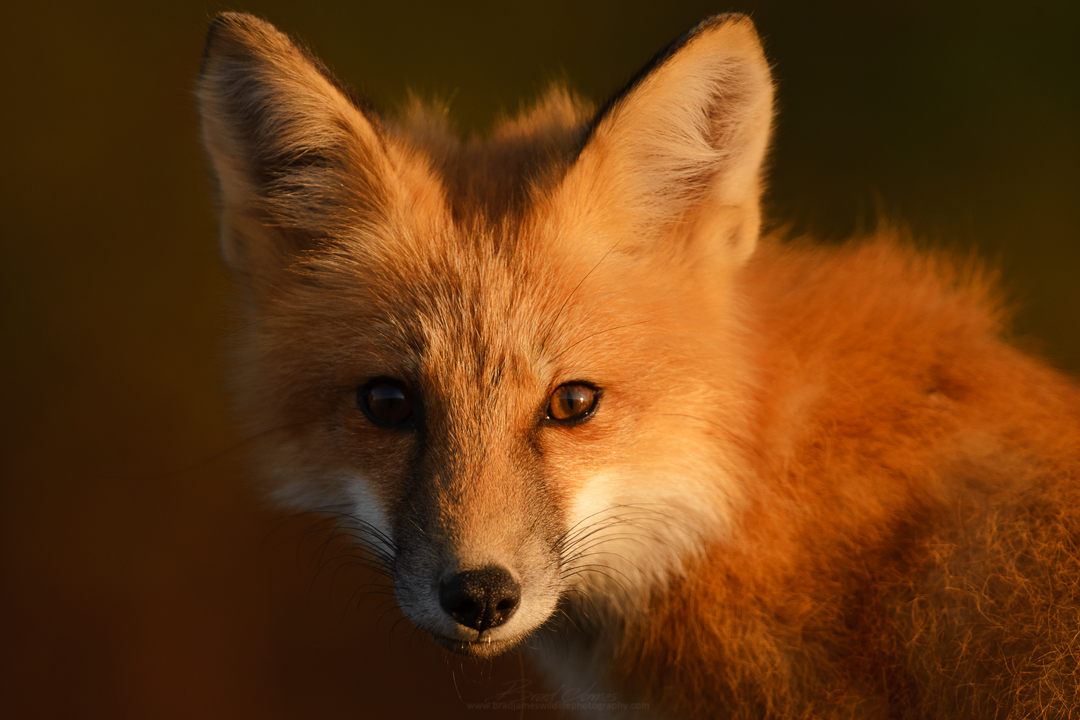 2017_Fox_Aug_7.png