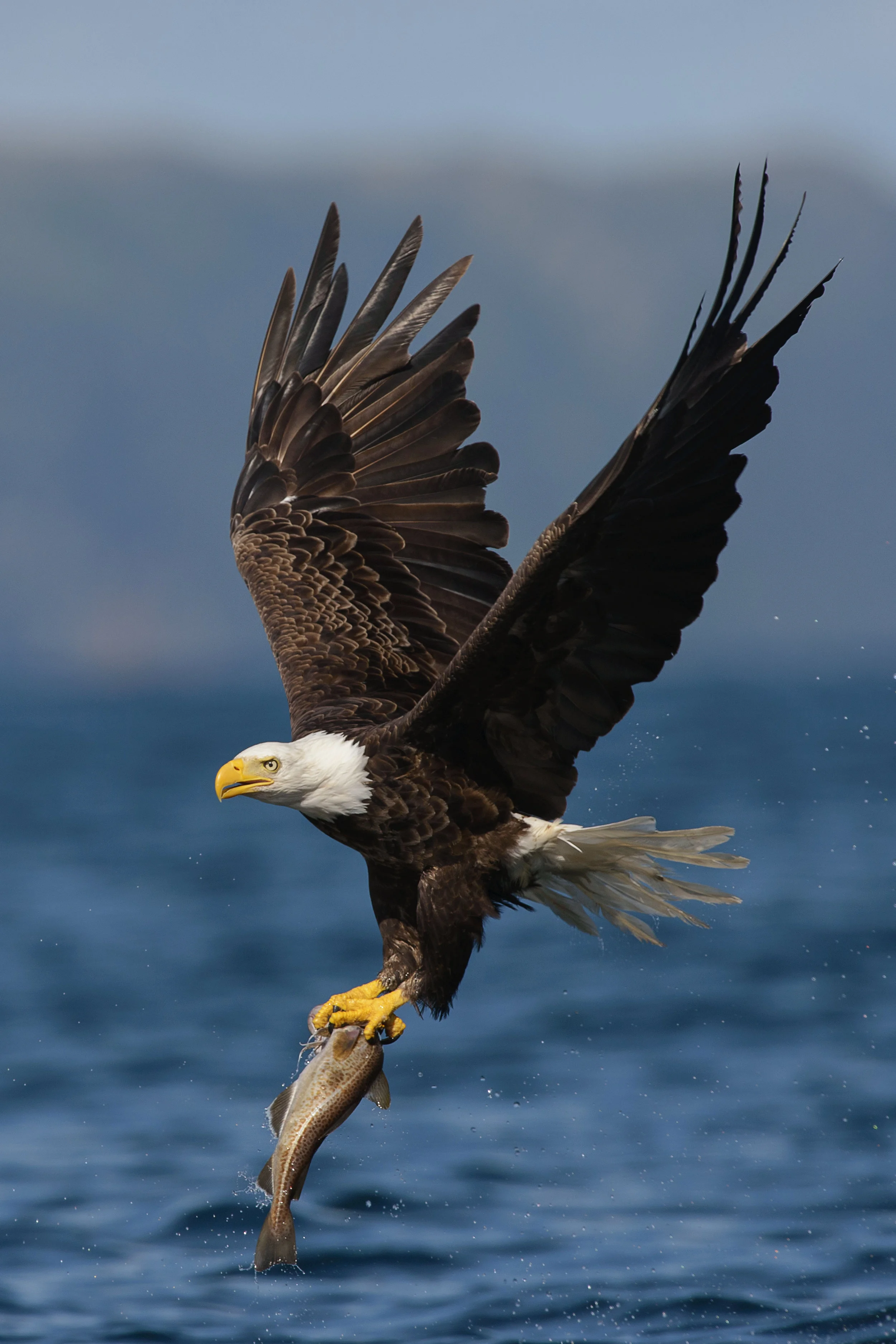 2016_Eagle_Aug_7.jpg