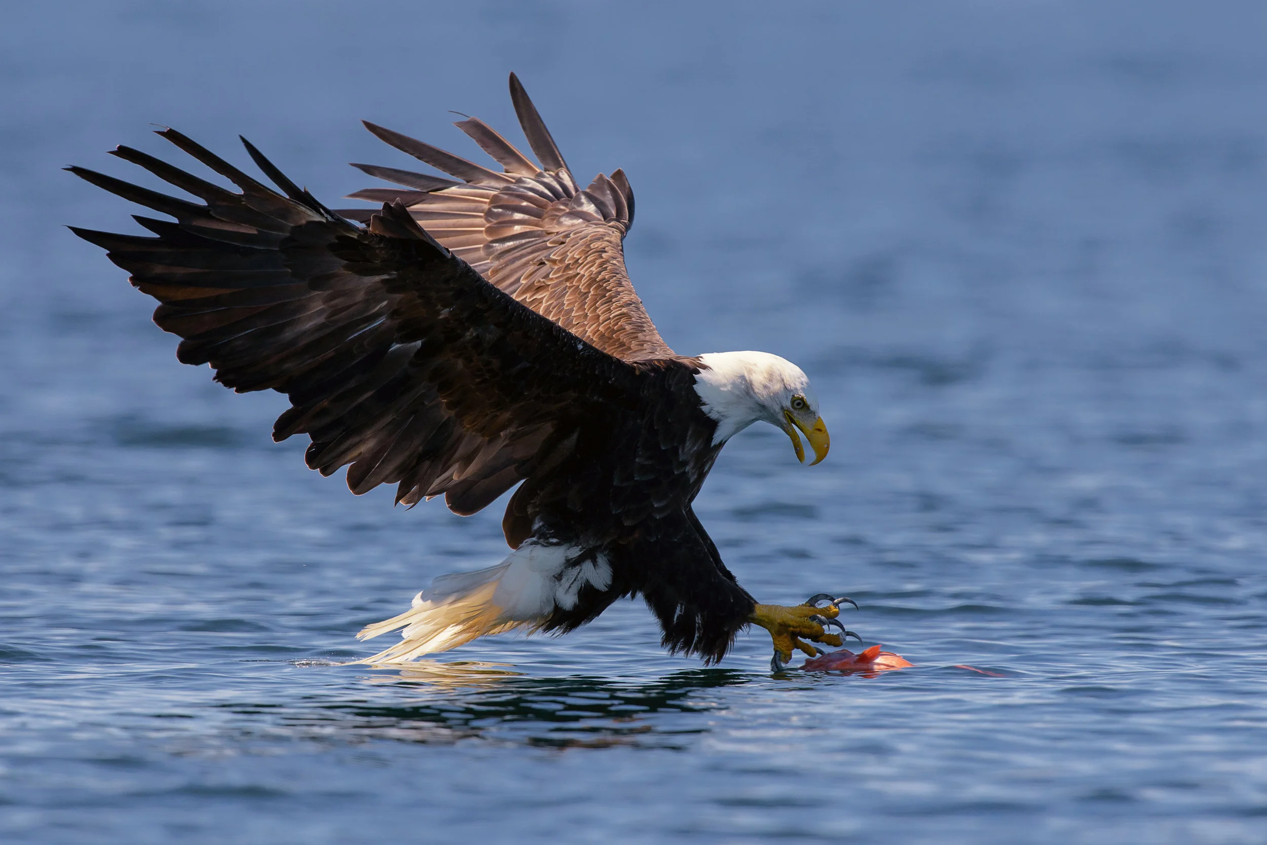 2016_Eagle_Aug_4.jpg