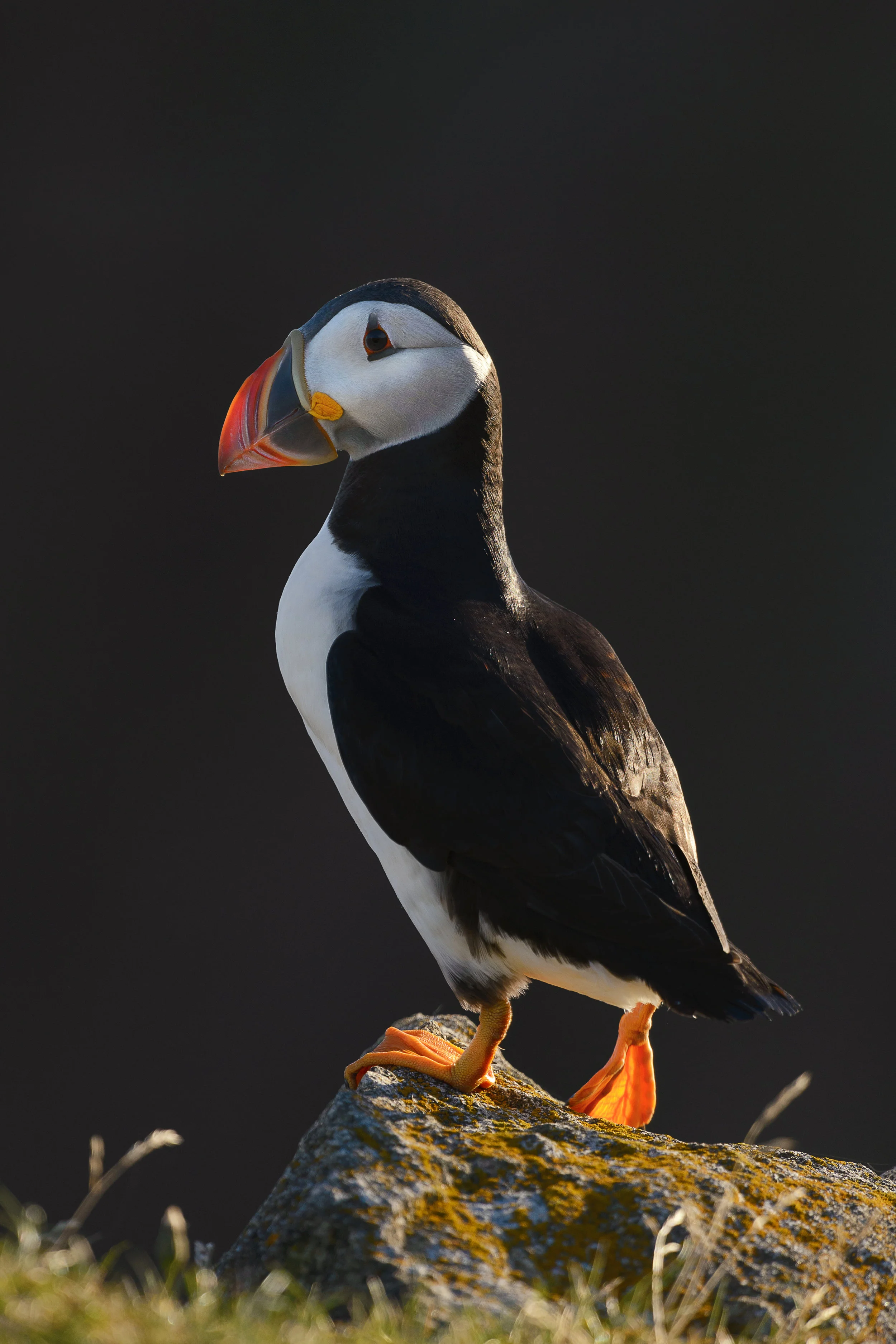 2016_AtlanticPuffin_Aug_1.jpg