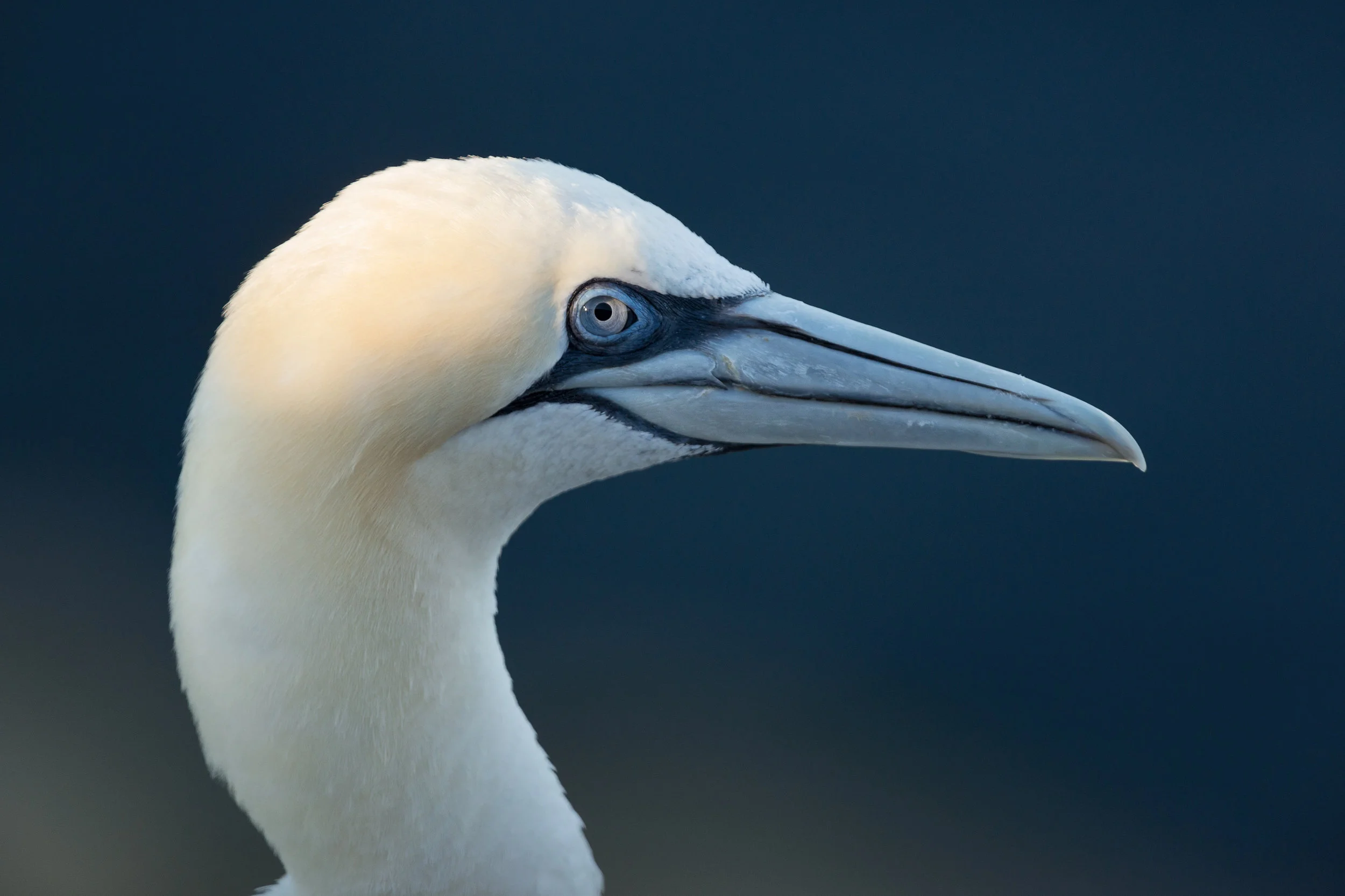 2016_NortherGannet_Oct_2.jpg