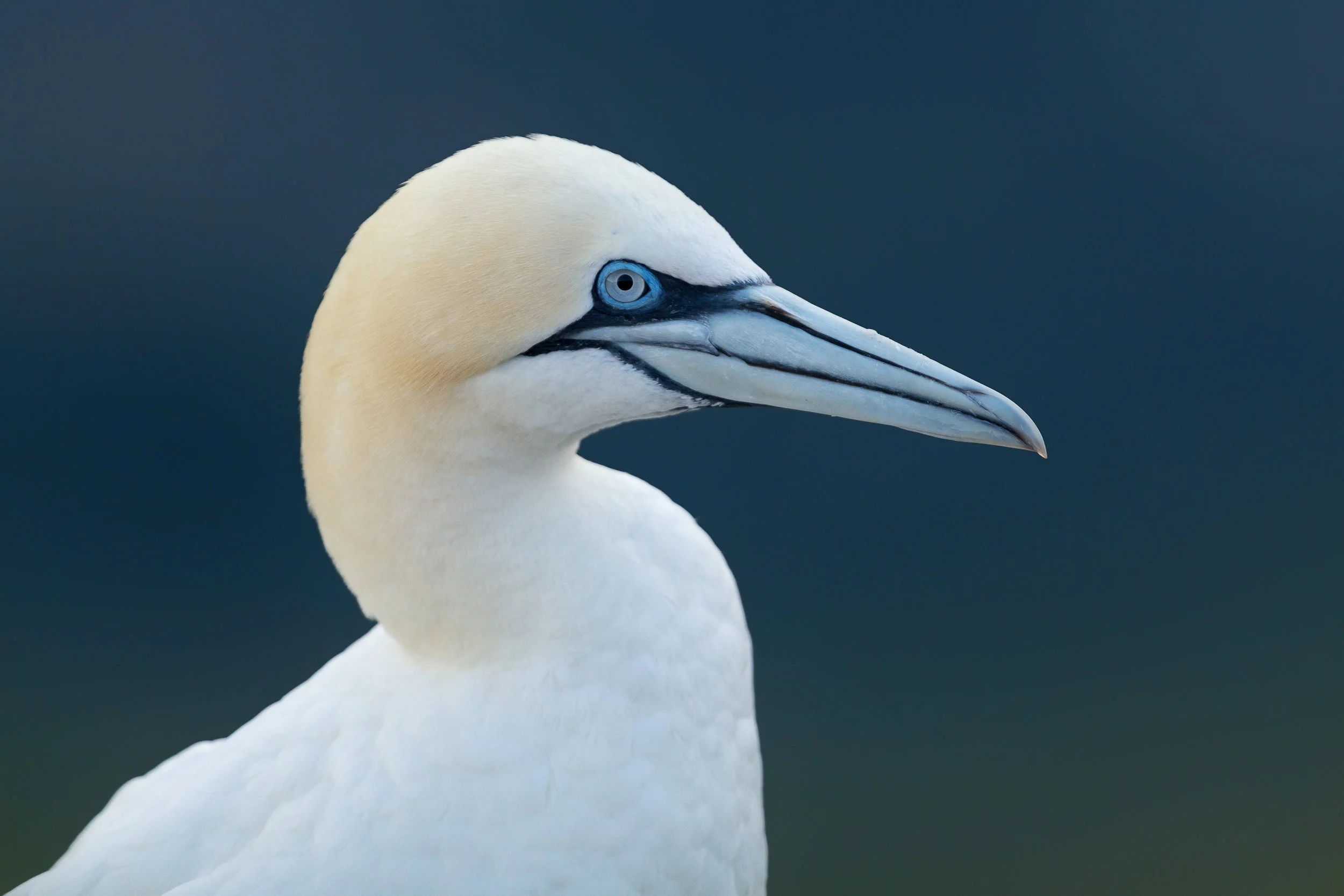 2016_NortherGannet_Oct_3.jpg