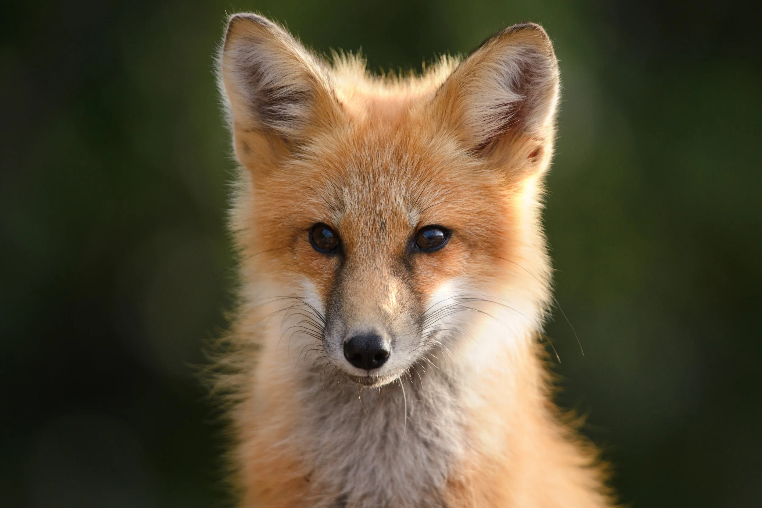 2017_Fox_Aug_6.jpg