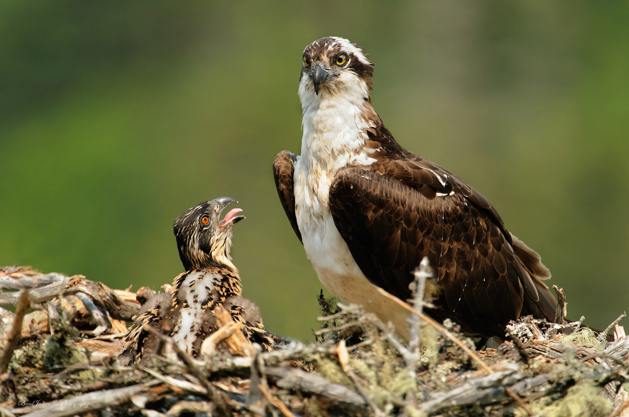 2013_Osprey_July_1b.jpg
