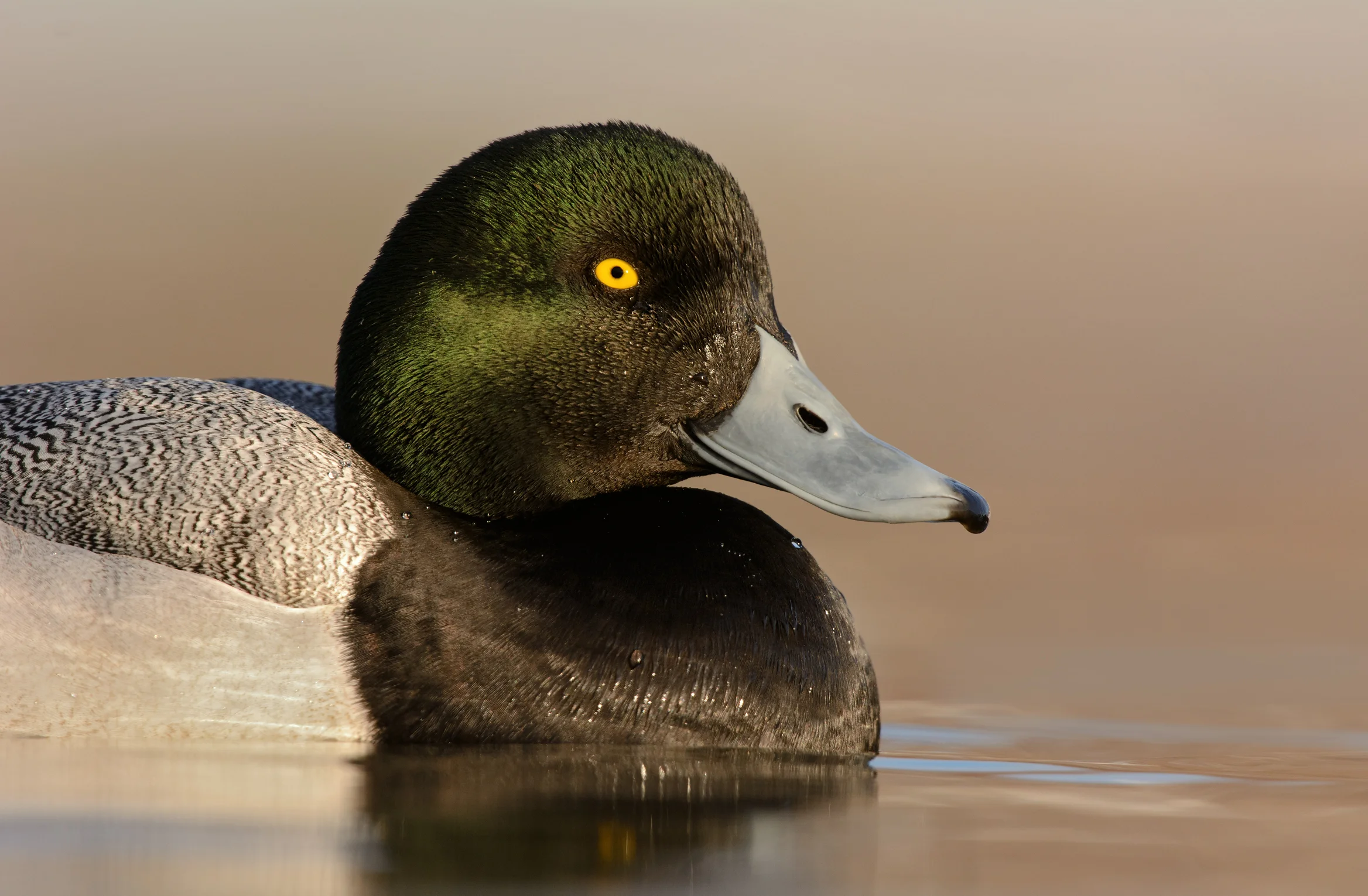 2015_GreaterScaup_Jan_7.jpg