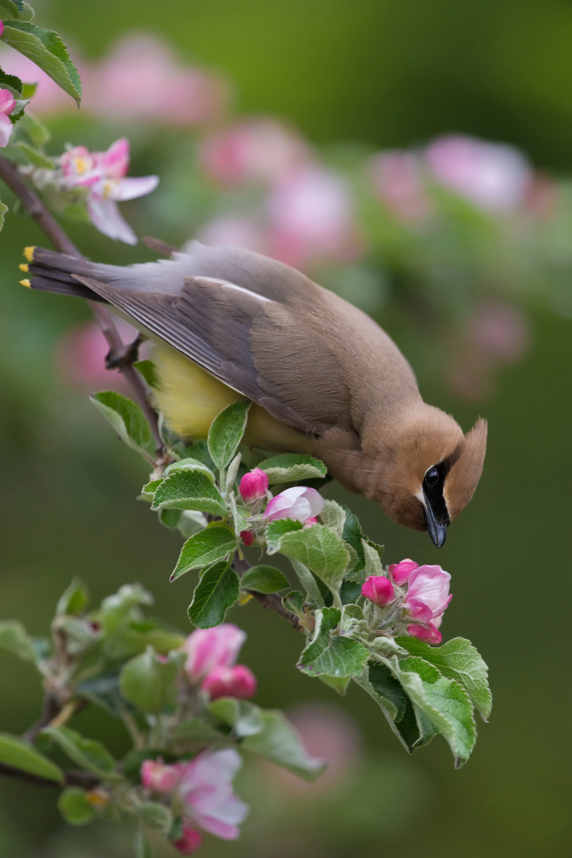 2017_CedarWaxwing_June_1.jpg