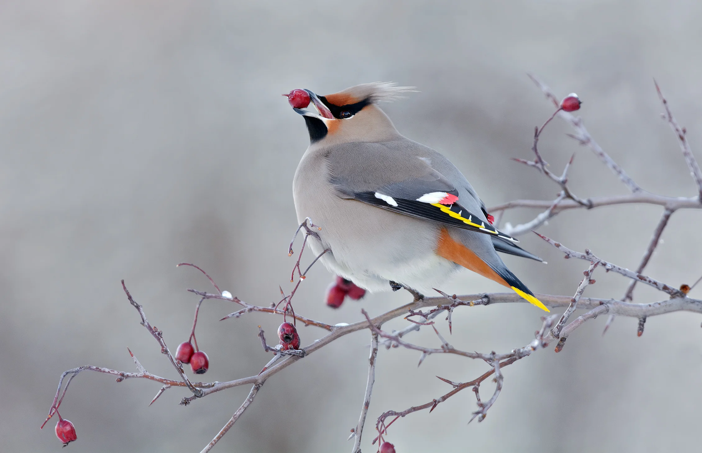 2015_BohemianWaxwing_Jan_1.jpg