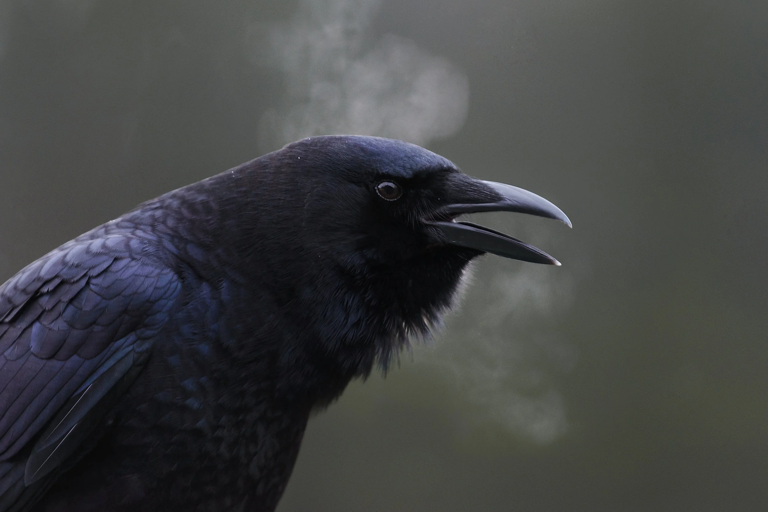 2015_Crow_Nov_1.jpg
