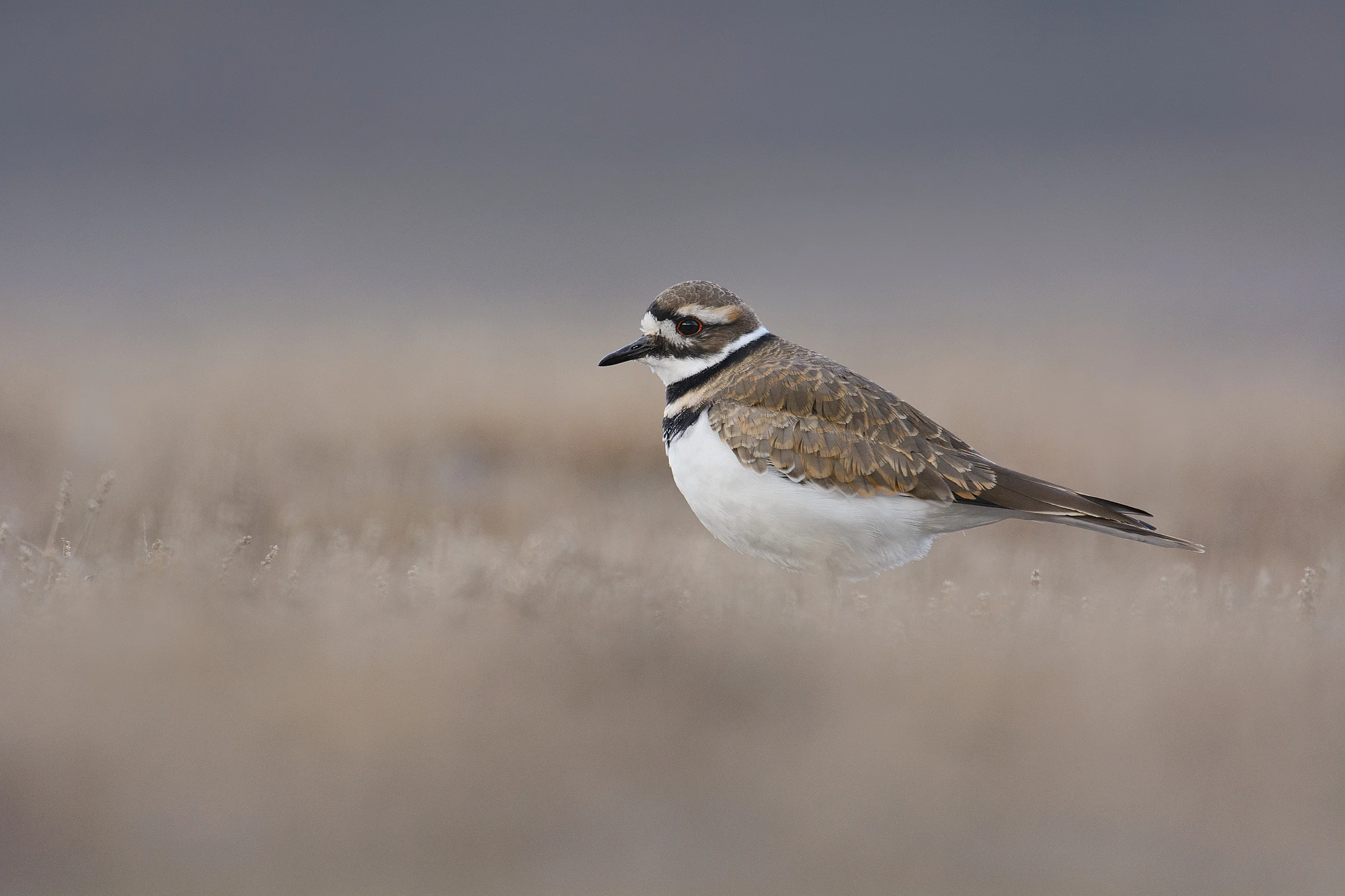 2013_KillDeer_Oct_2large.jpg