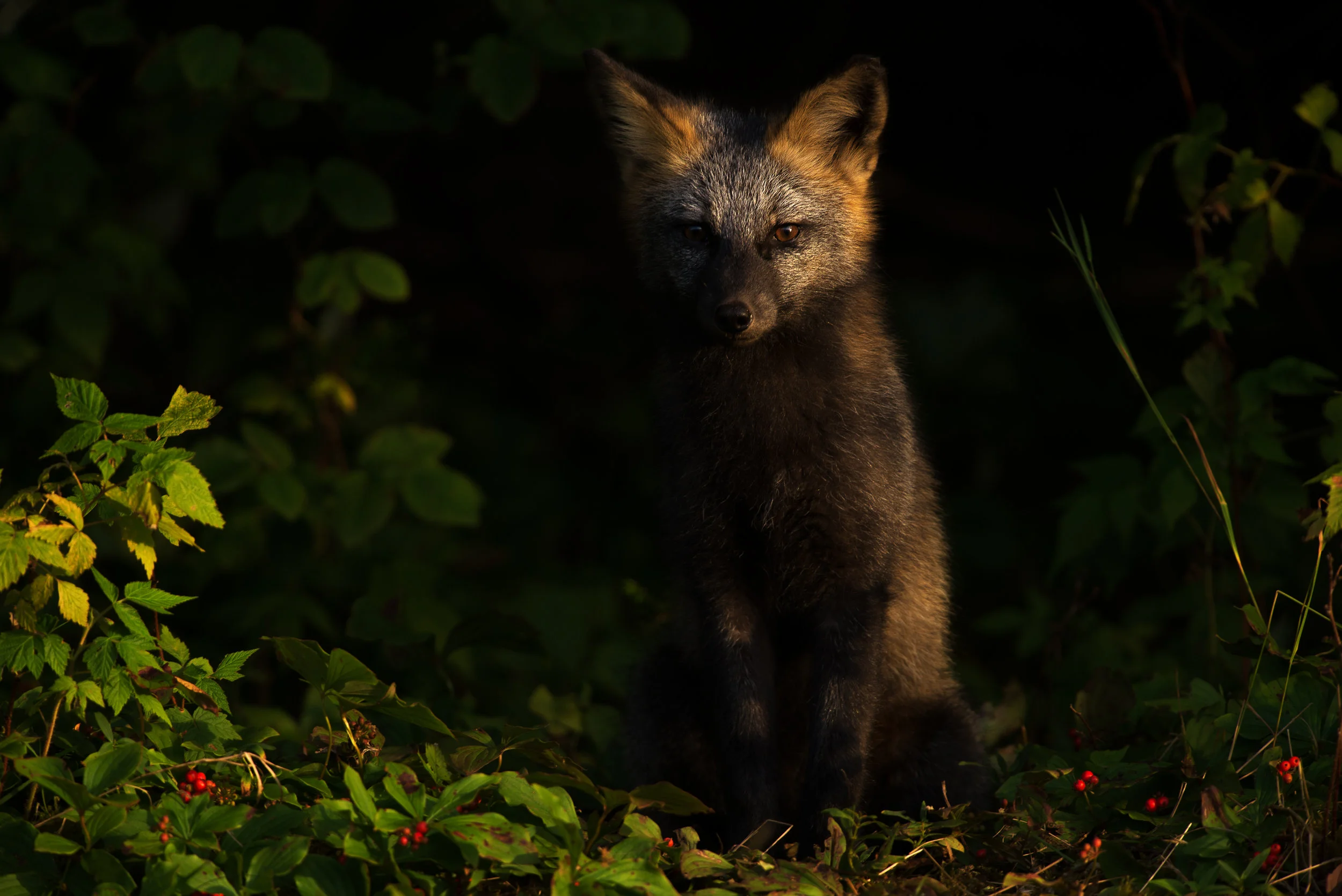 2017_CrossFox_Aug_1.jpg