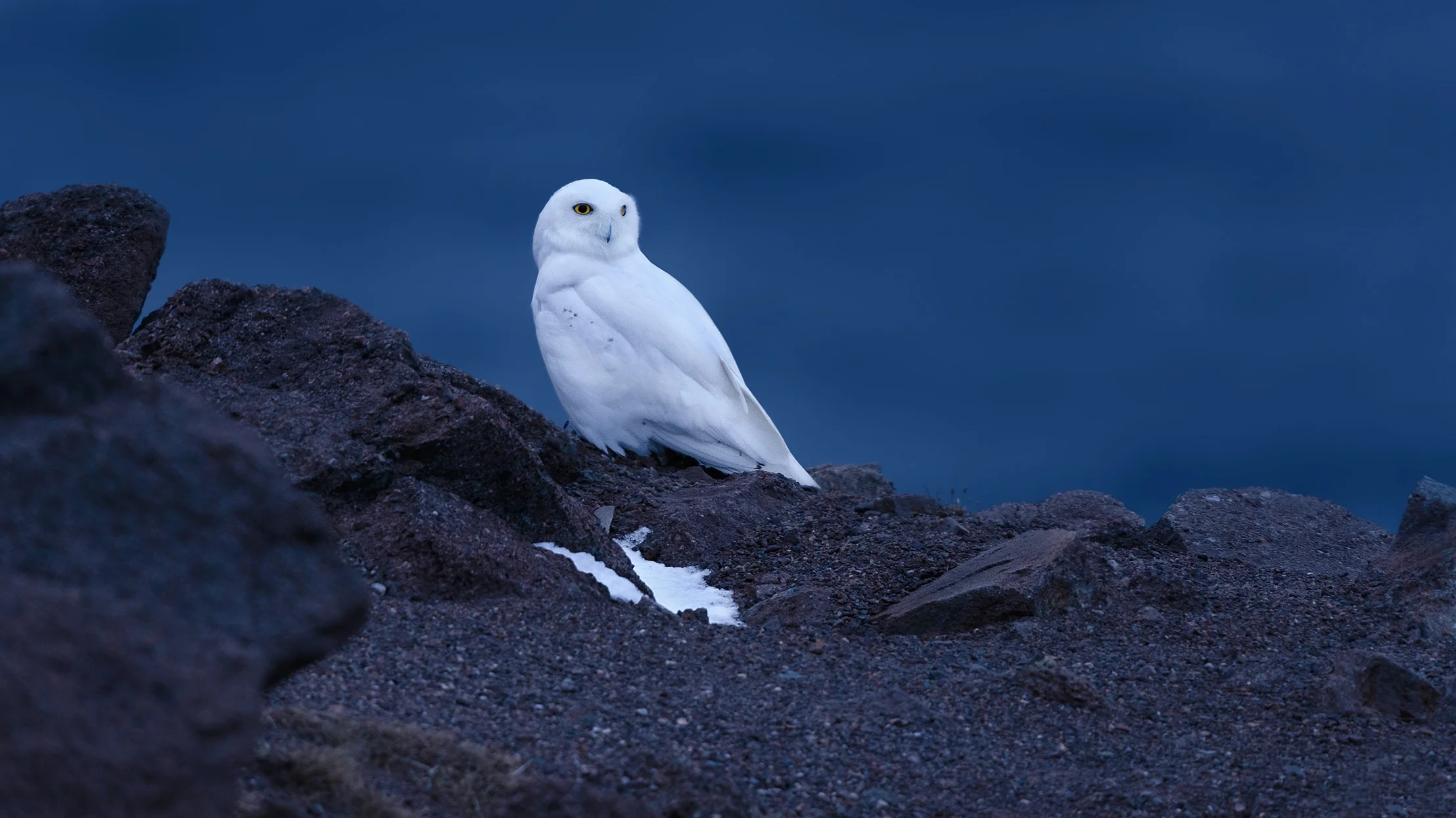 2016_SnowyOwl_March_2.jpg