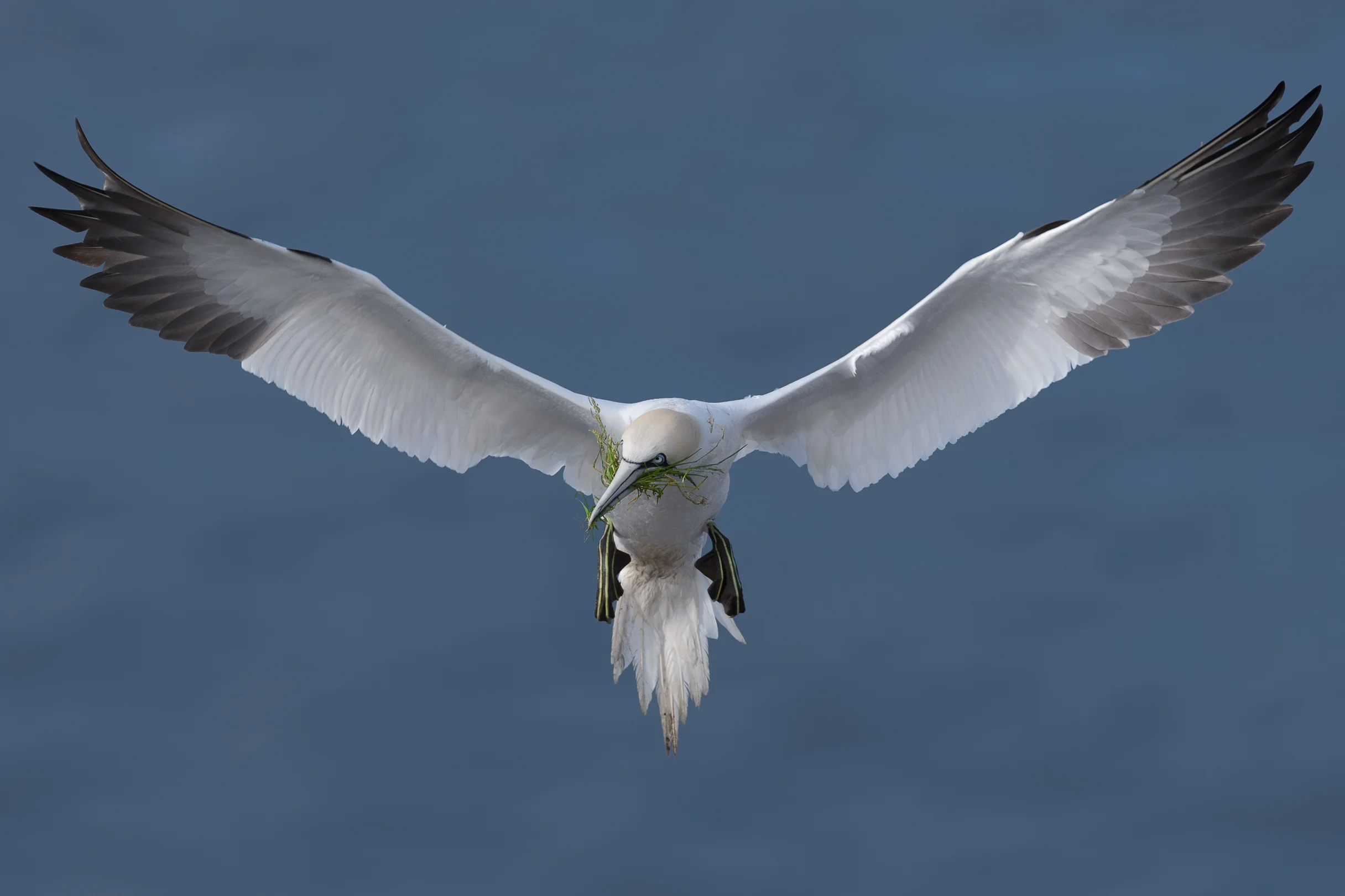 2016_NortherGannet_July_3a.jpg