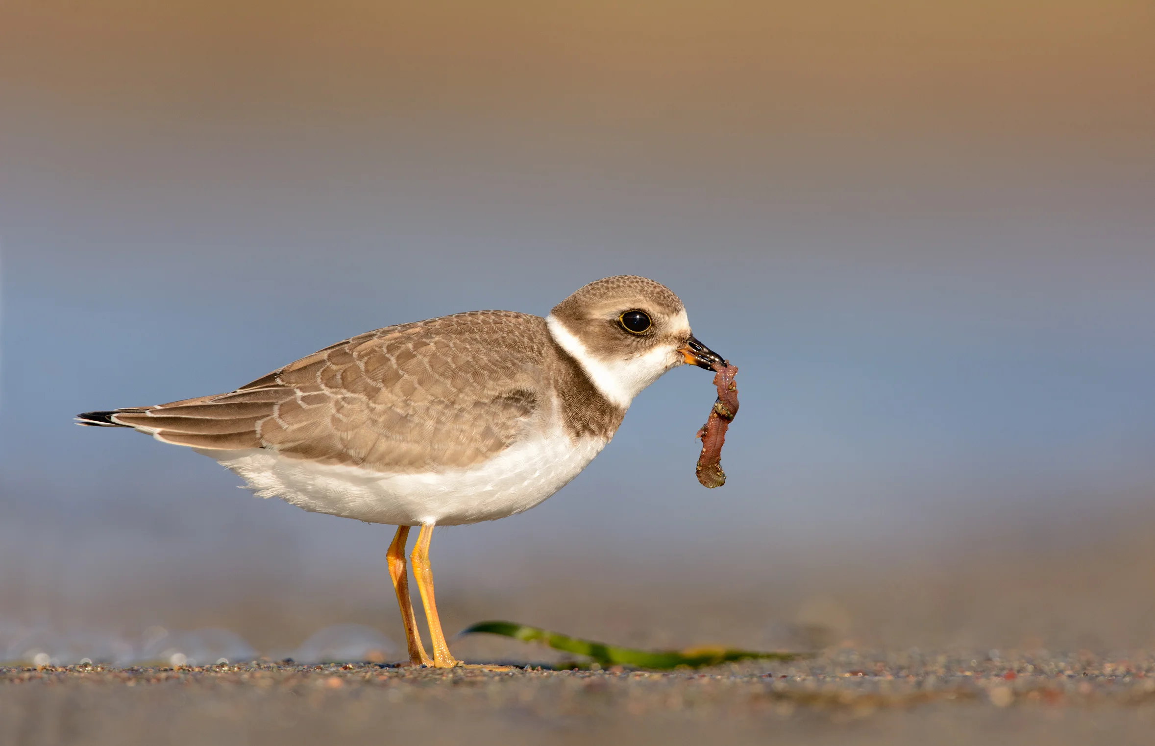 2014_SemiPalmatedPlover_Sept_2.jpg