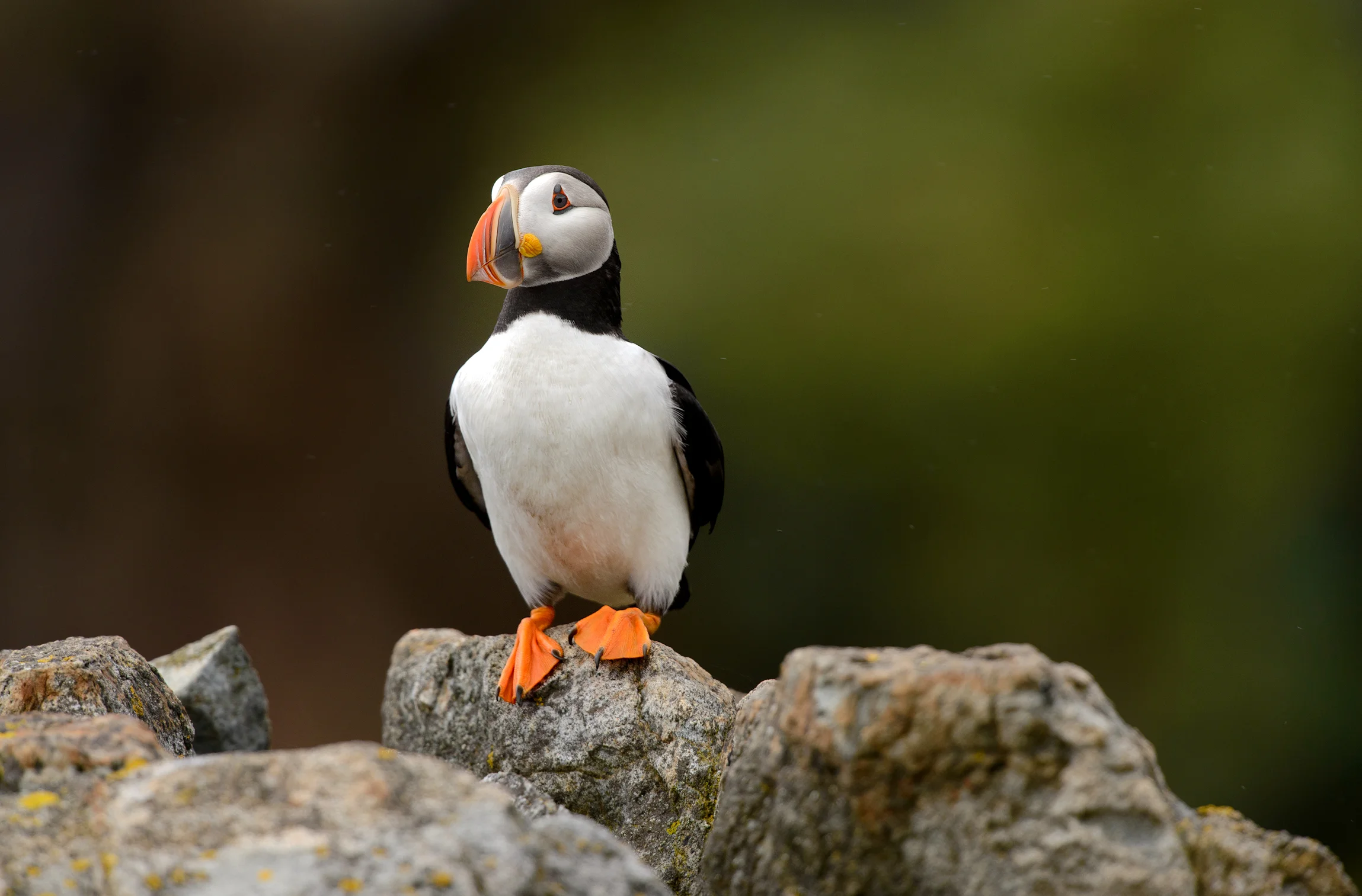 2014_AtlanticPuffin_July_17.jpg