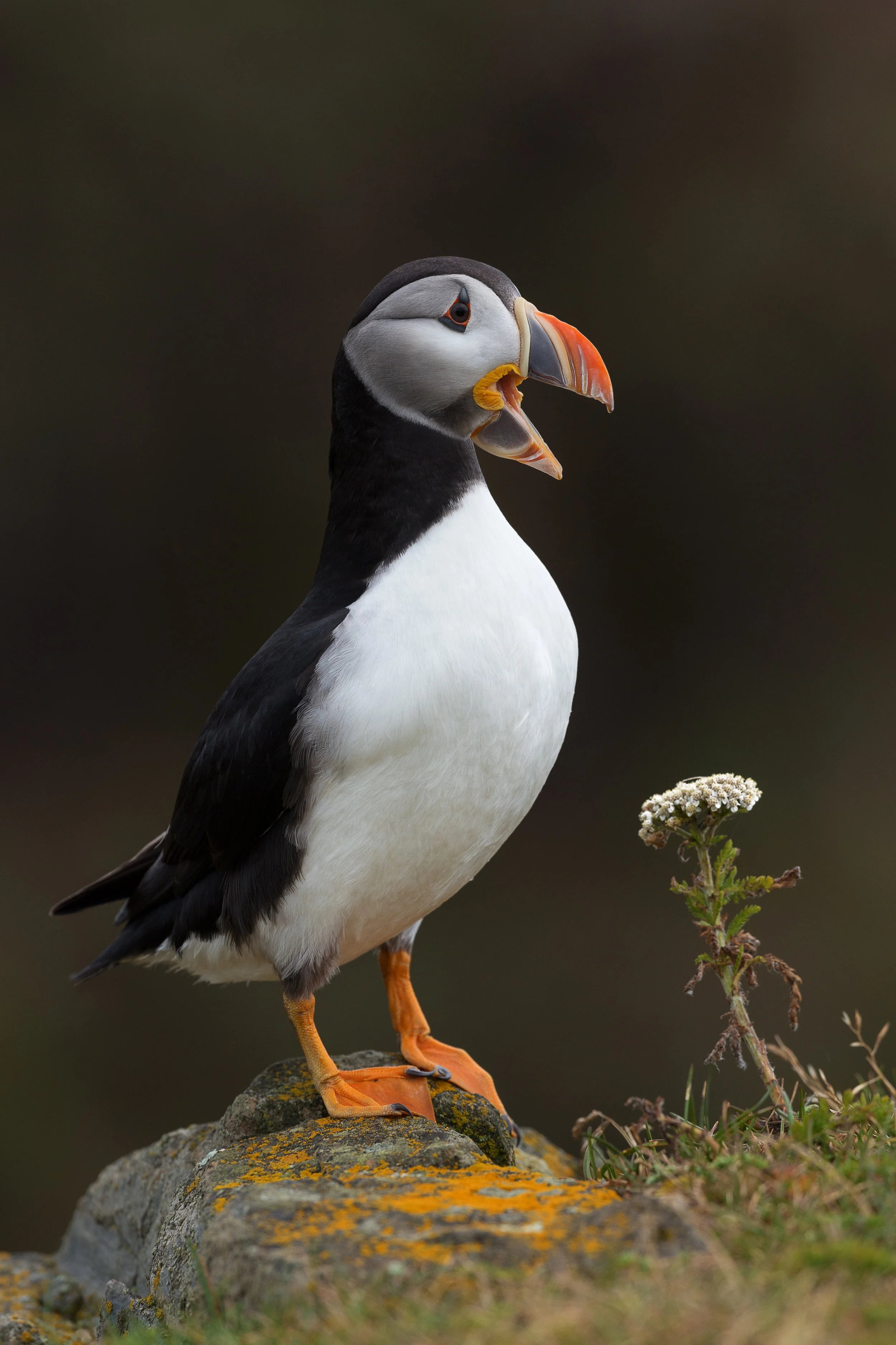 2016_AtlanticPuffin_Aug_2.jpg