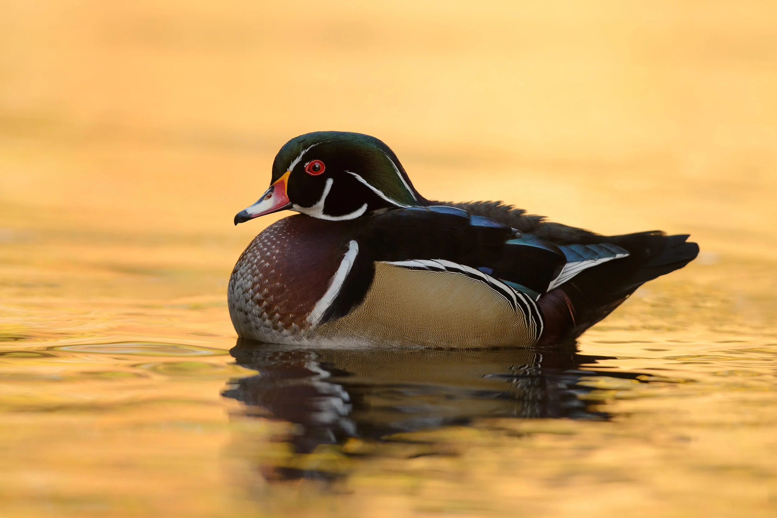 2017_WoodDuck_Oct_4.jpg