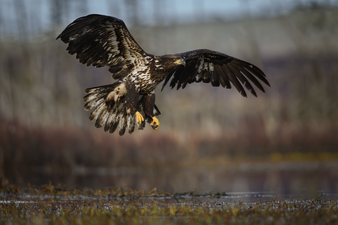 2018_Eagle_April_2.png