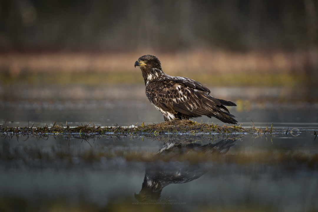 2018_Eagle_April_1.png