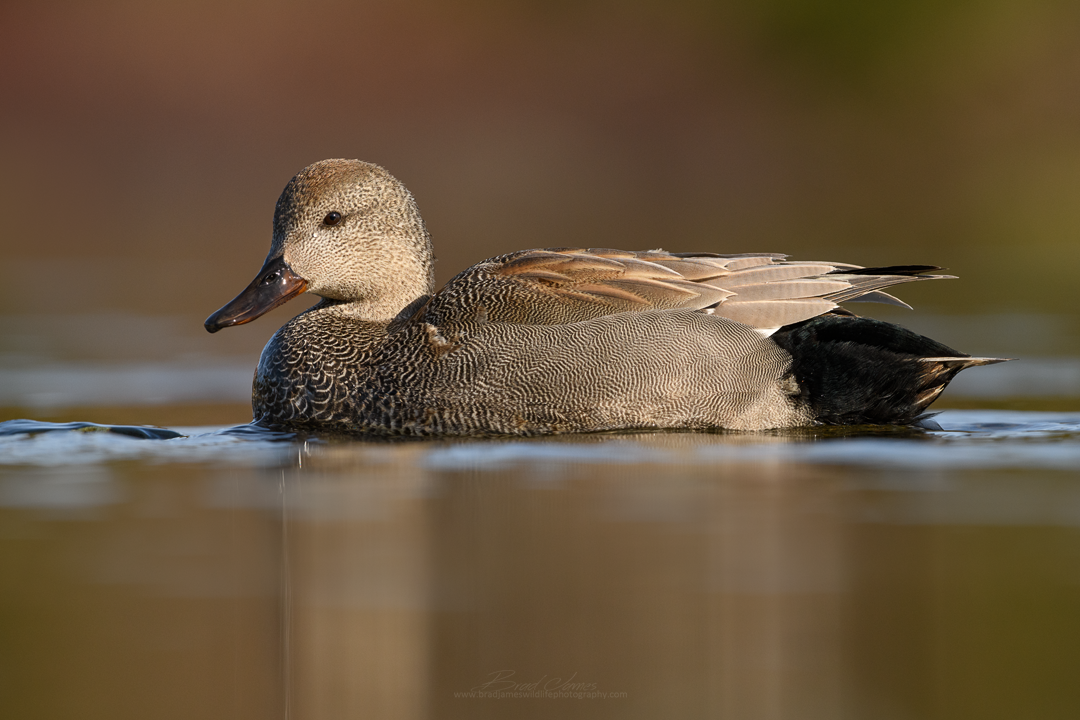 2018_Gadwall_April_1.png
