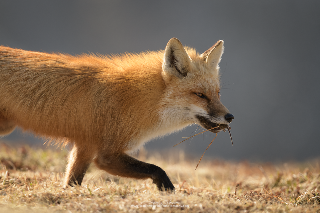 2018_Fox_May_11.png