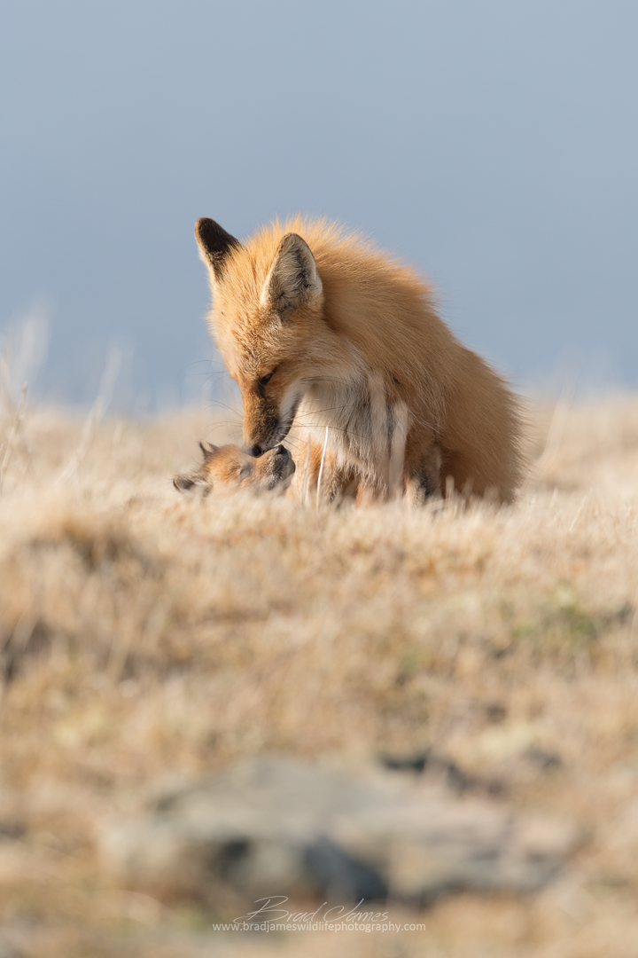 2018_Fox_May_12.png
