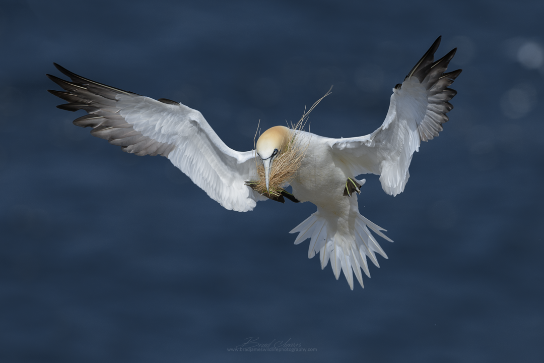 2018_NortherGannet_May_1.png
