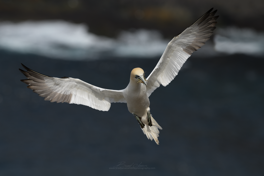 2018_NortherGannet_May_3.png