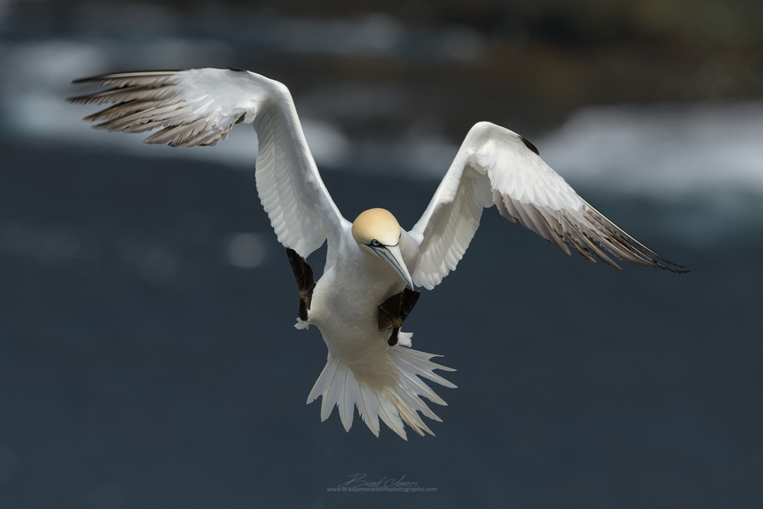 2018_NortherGannet_May_2.png