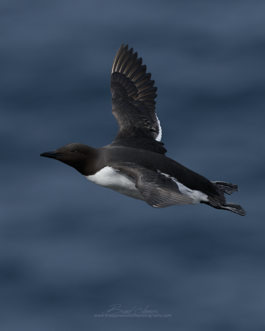 2018_ThickBilledMurre_May_1.png