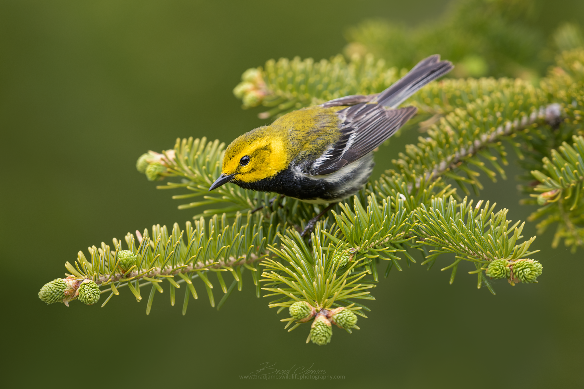 2018_BTG_Warbler_June_1_2048.png