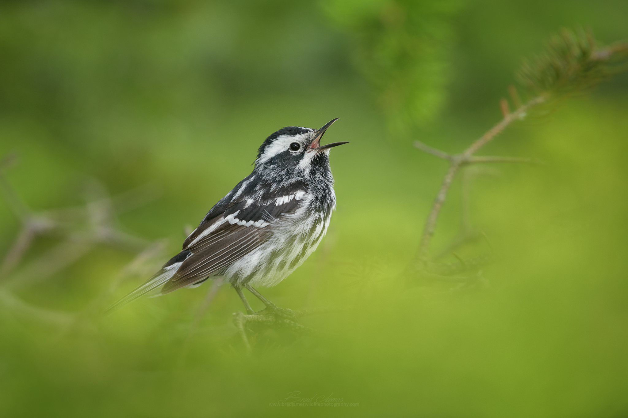 2018_BWWarbler_July_1.png