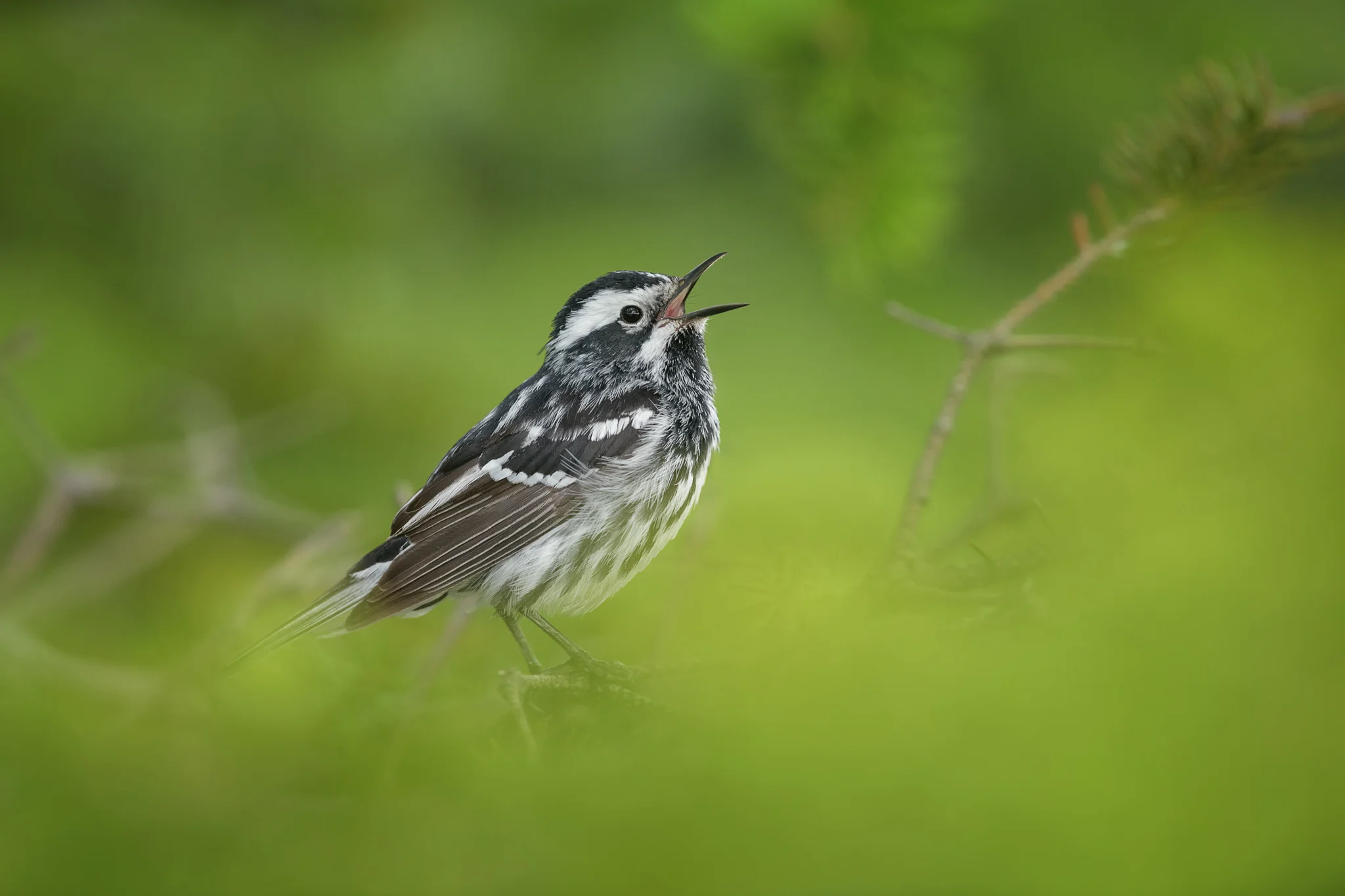 2018_BWWarbler_July_1.jpg
