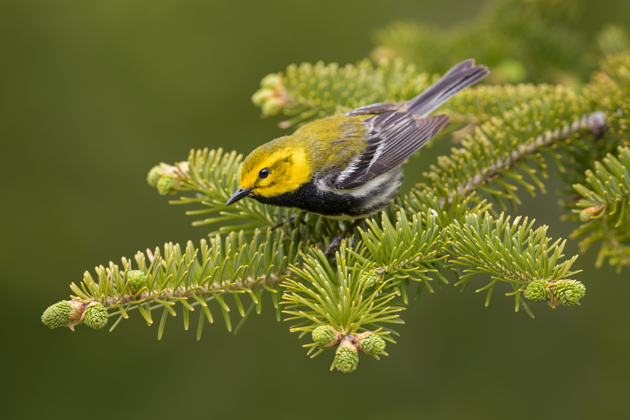 2018_BTG_Warbler_June_1Web.png
