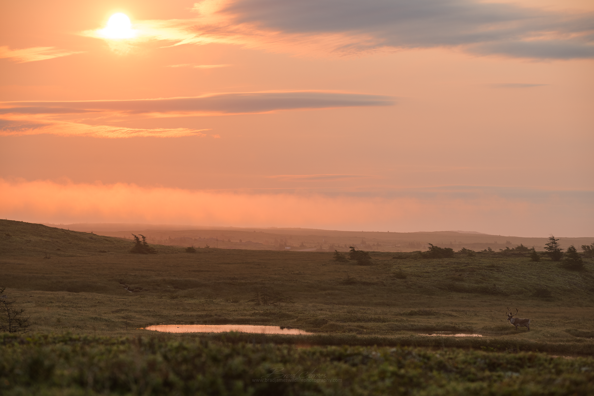 2018_Caribou_Aug_6_2048.png