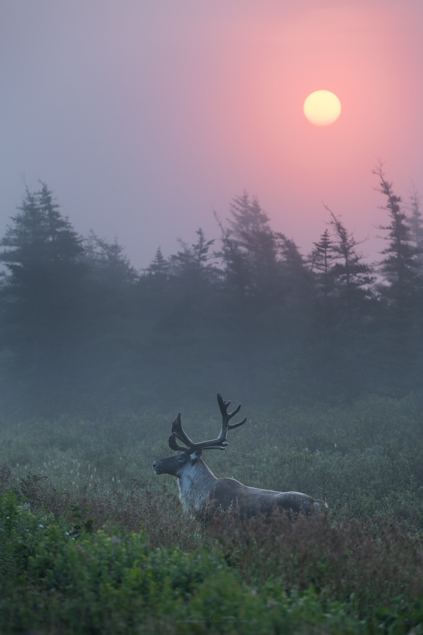 2018_Caribou_Aug_8_2048.png