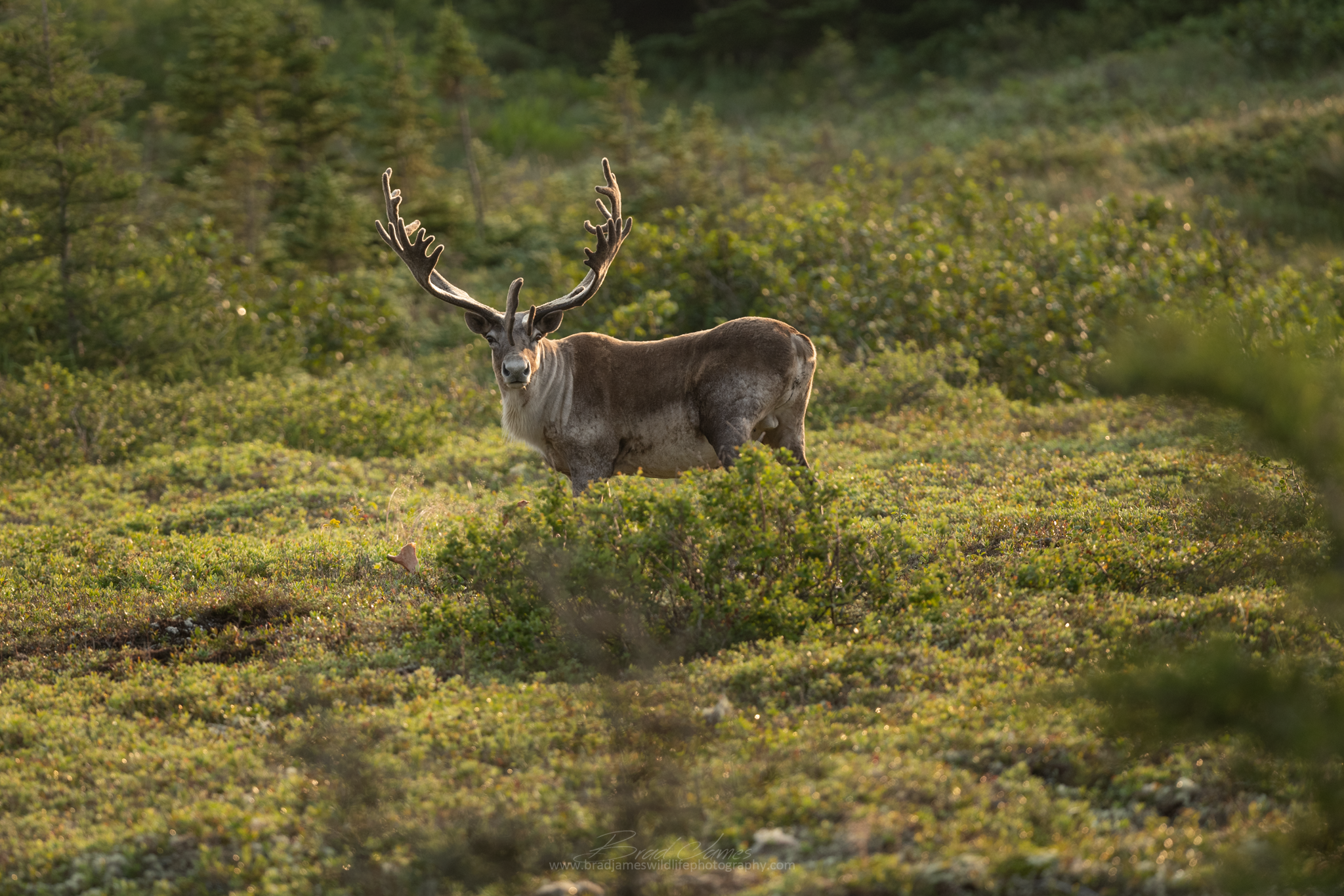 2018_Caribou_Aug_13.png