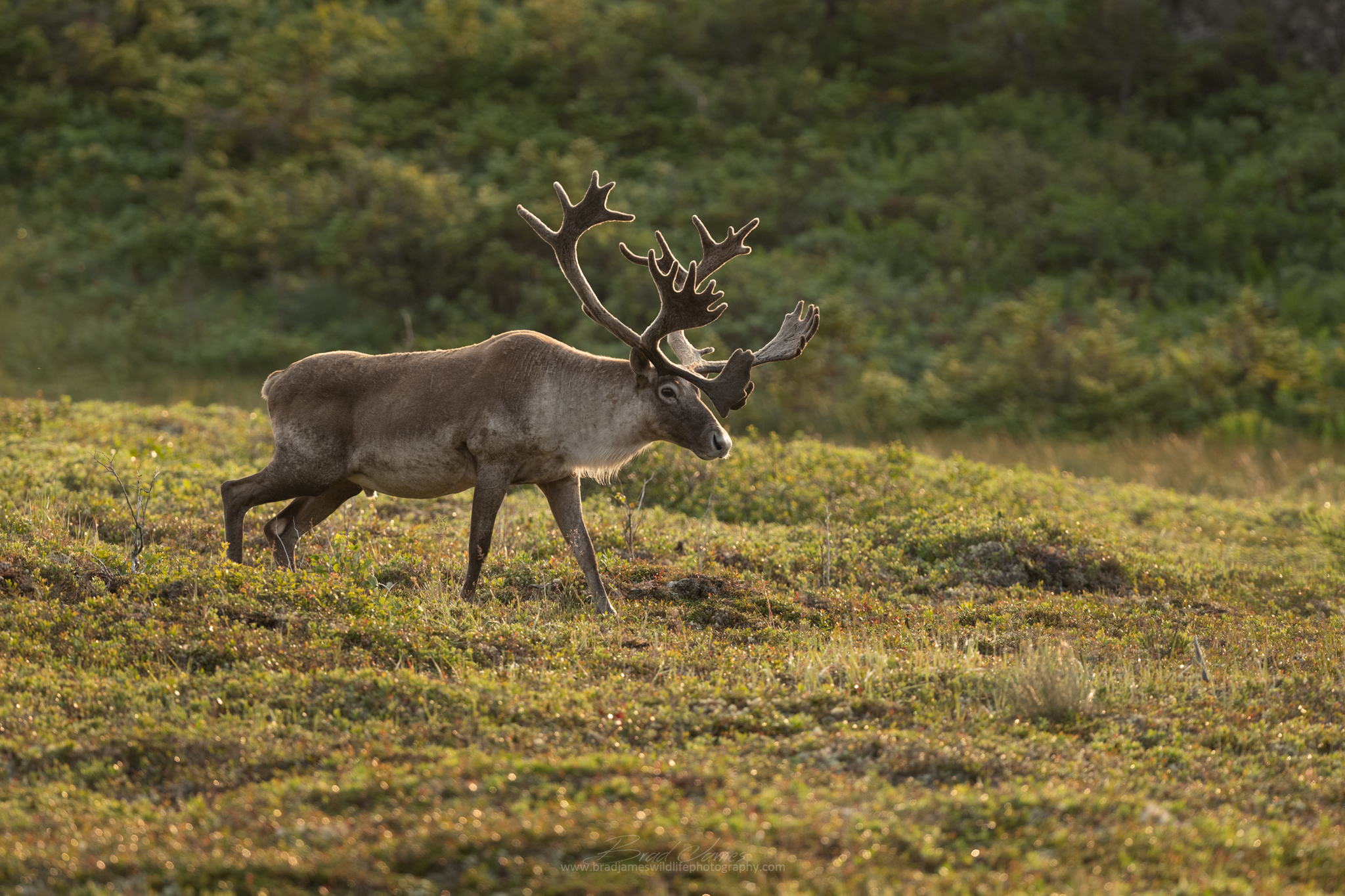 2018_Caribou_Aug_14.png